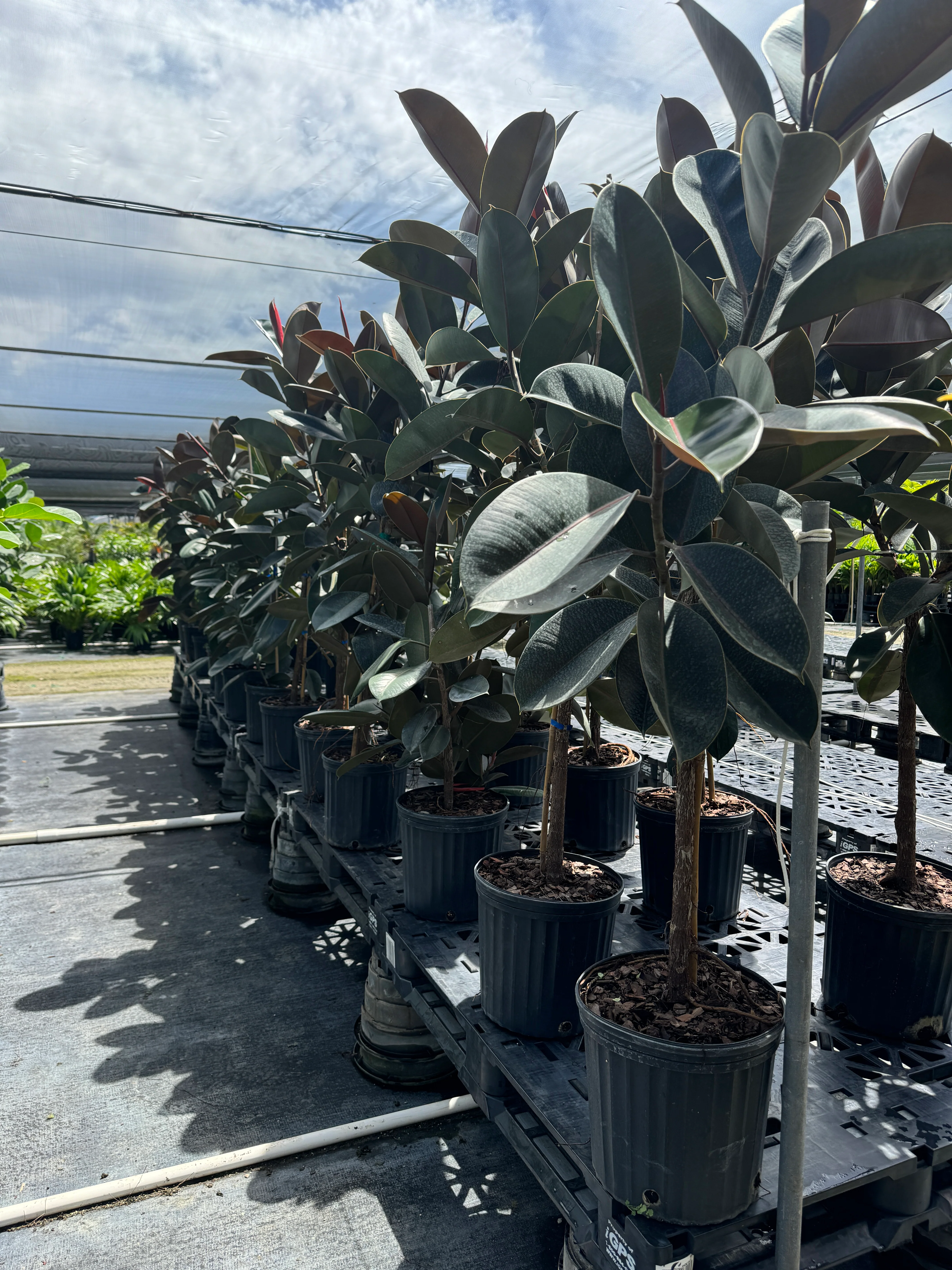 Ficus Burgundy Tree Form Single Stem, Rubber Tree - Image 7