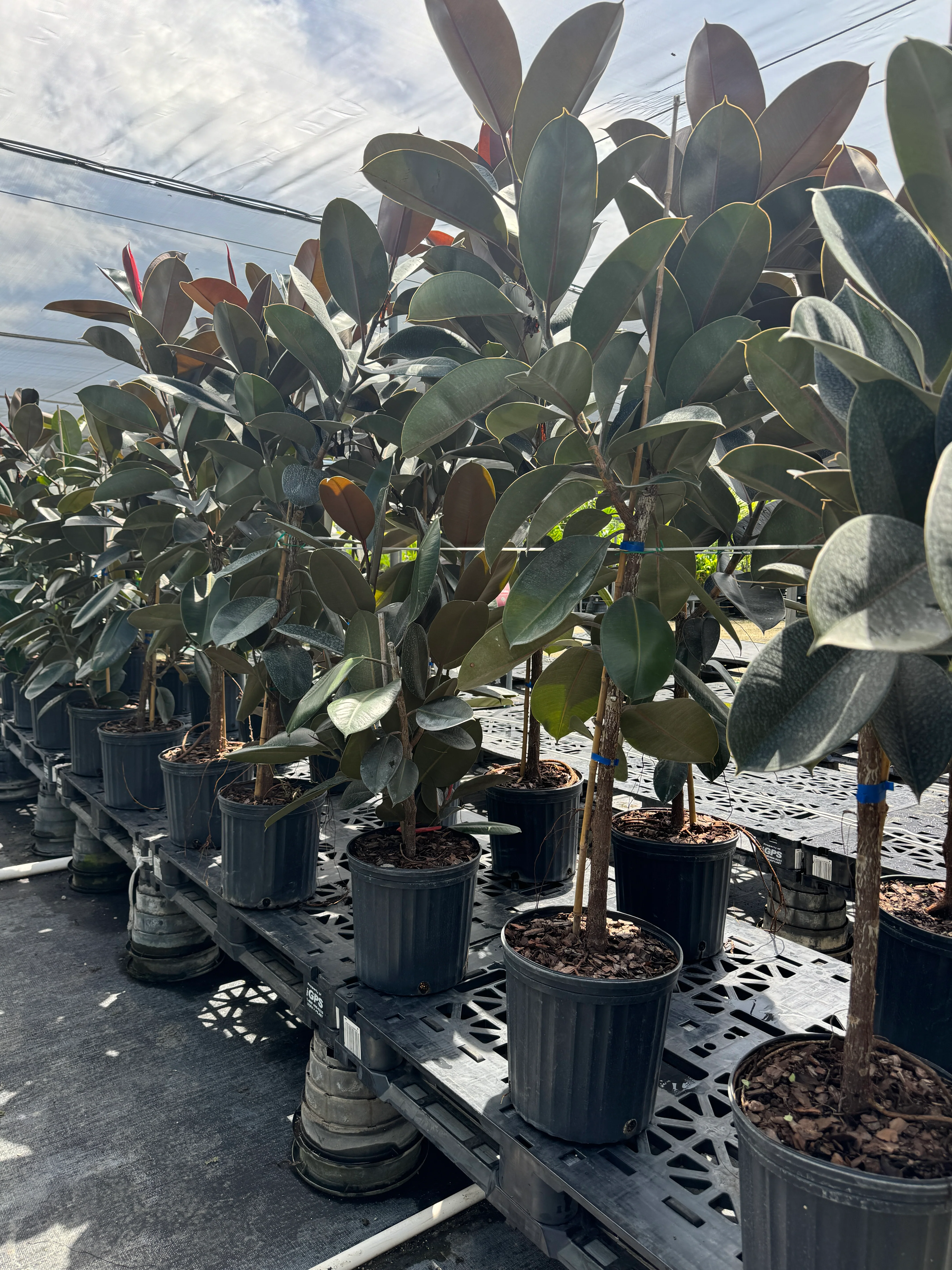 Ficus Burgundy Tree Form Single Stem, Rubber Tree - Image 8
