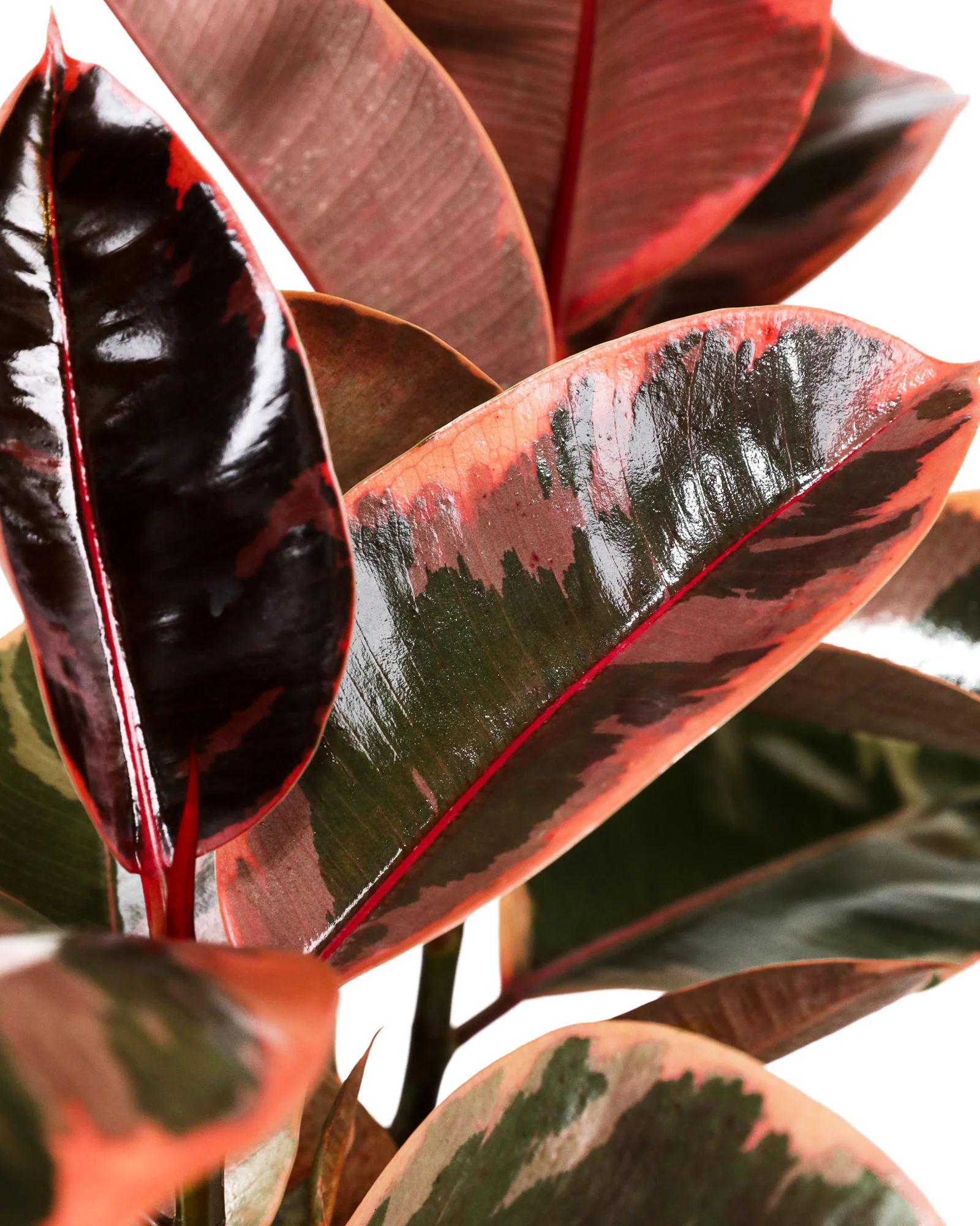 Ficus Ruby Bush Form, Rubber Tree Live Plant Indoor Air Purifier - Image 3