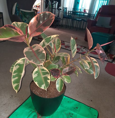 Ficus Ruby Bush Form, Rubber Tree Live Plant Indoor Air Purifier - Image 4