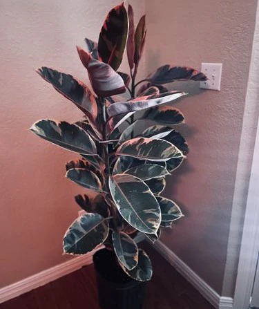 Ficus Ruby Bush Form, Rubber Tree Live Plant Indoor Air Purifier - Image 5