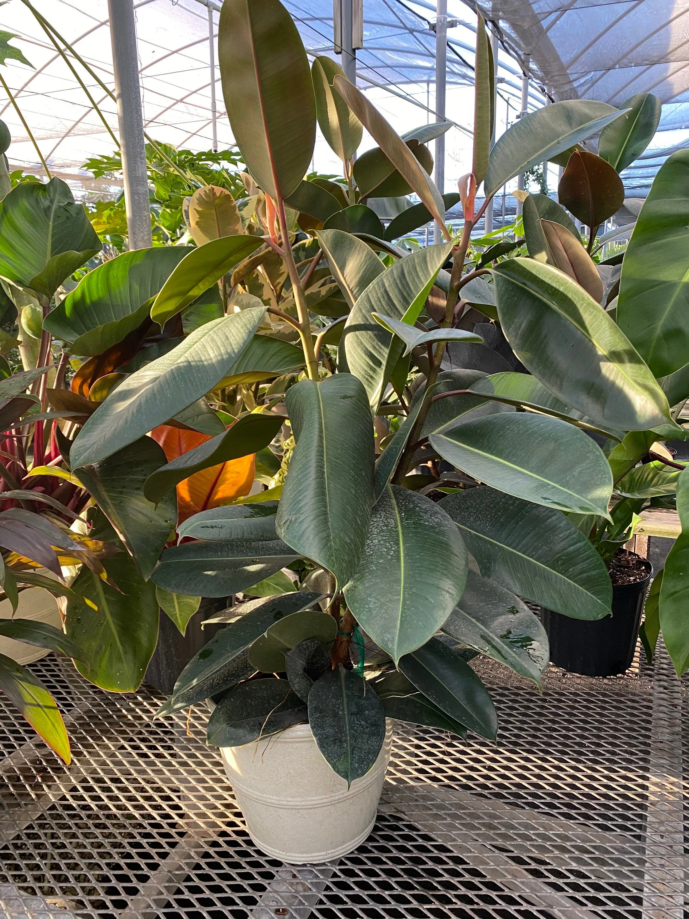 Ficus Melany Bush Form, Indian Green Rubber Tree - Image 3