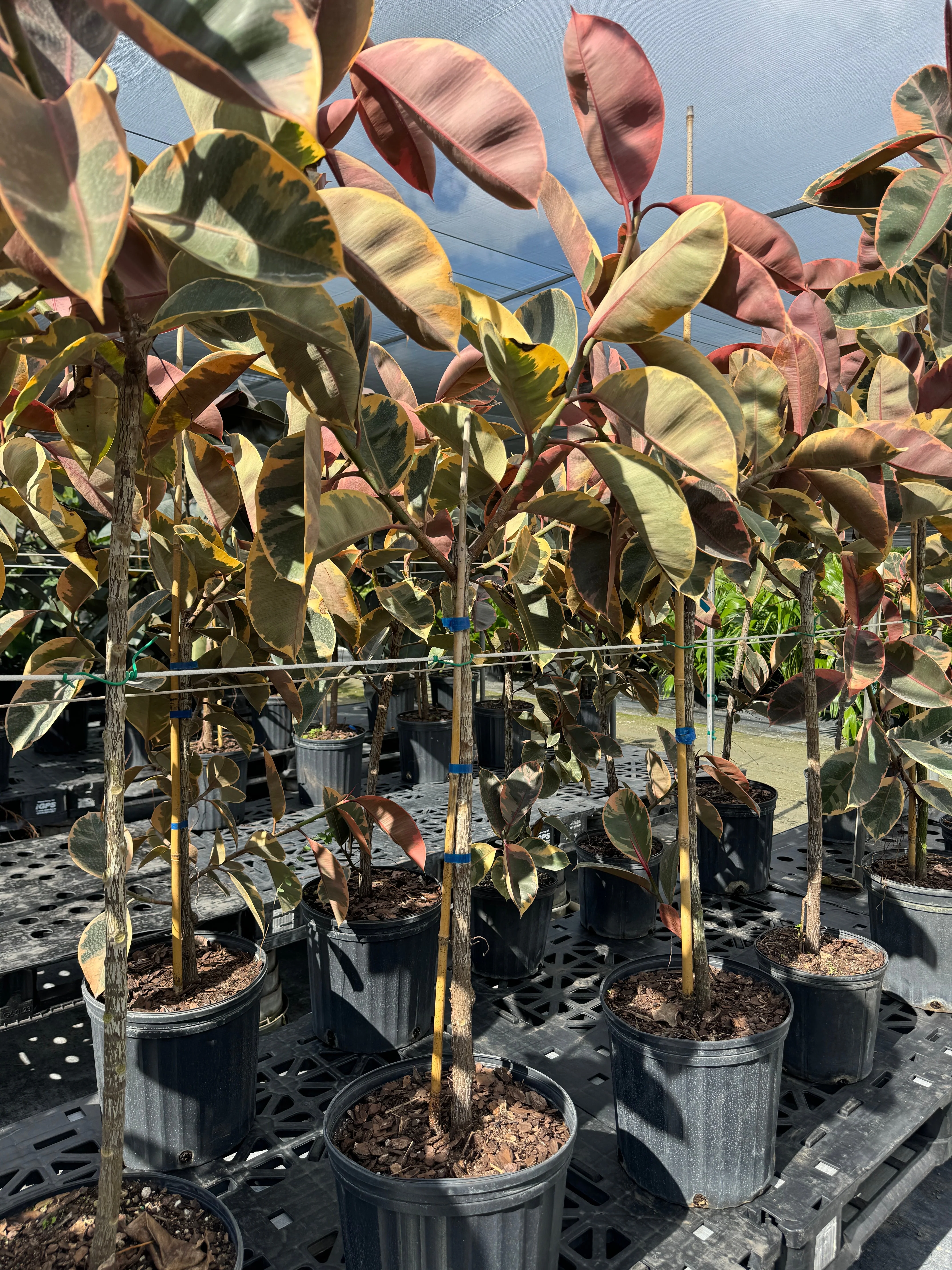Ficus Ruby Tree Form Multibranch, Rubber Tree - Image 4
