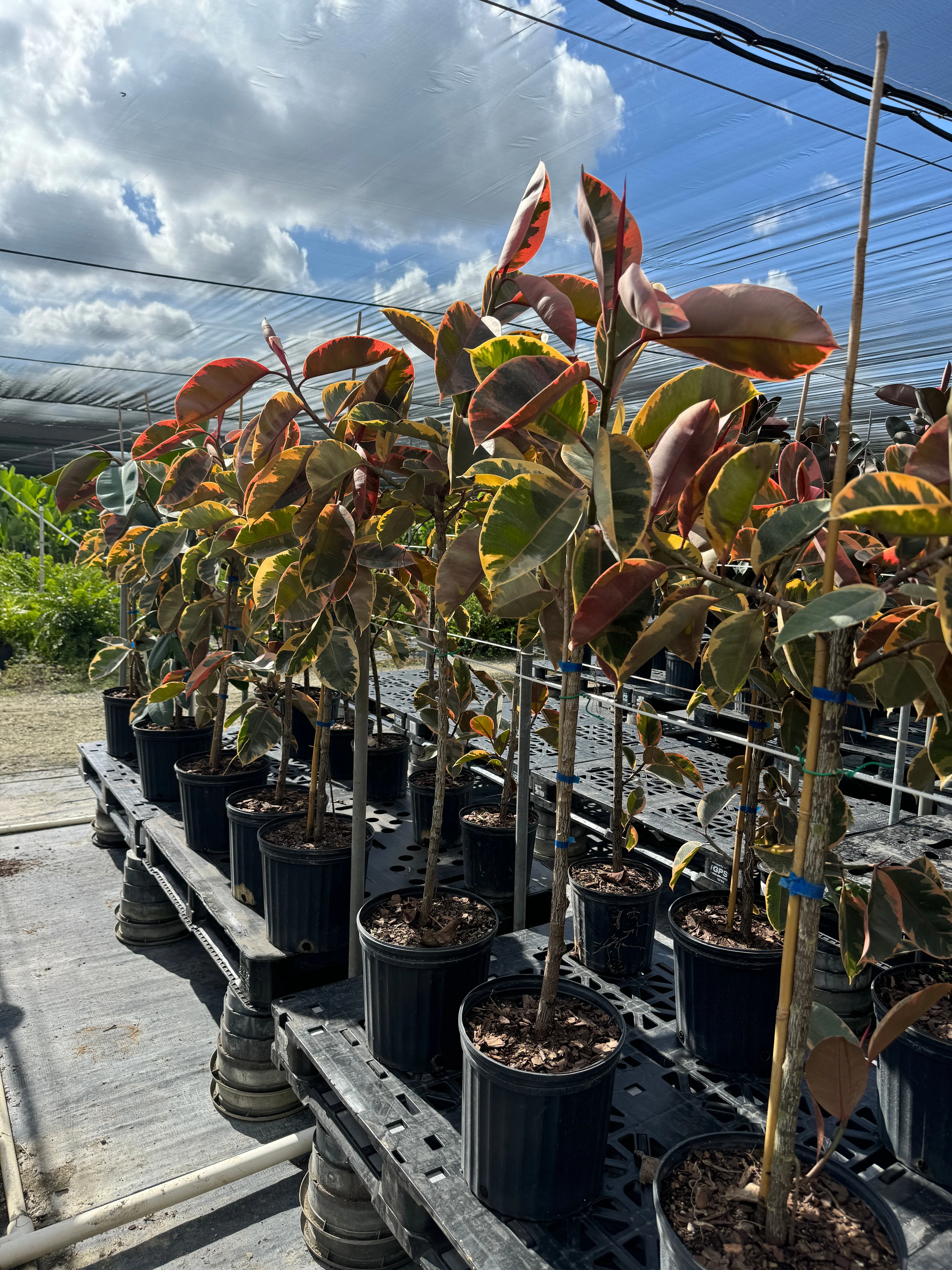 Ficus Ruby Tree Form Multibranch, Rubber Tree - Image 5