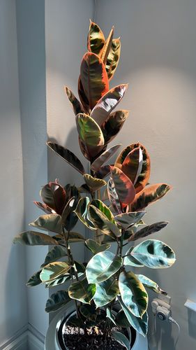 Ficus Ruby Tree Form Multibranch, Rubber Tree - Image 7