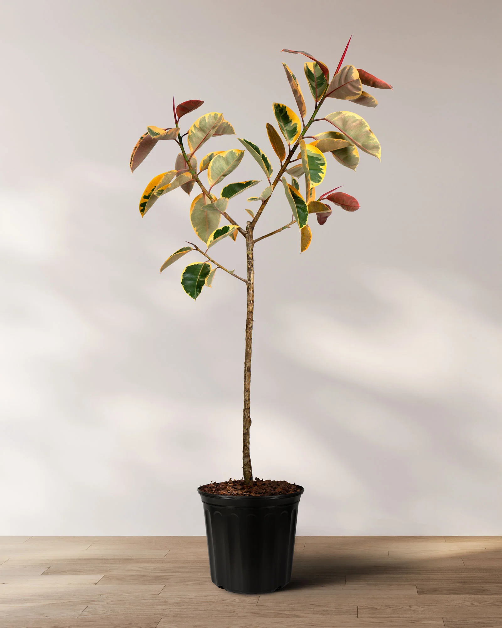 Ficus Ruby Tree Form Single Stem, Rubber Tree - Image 3