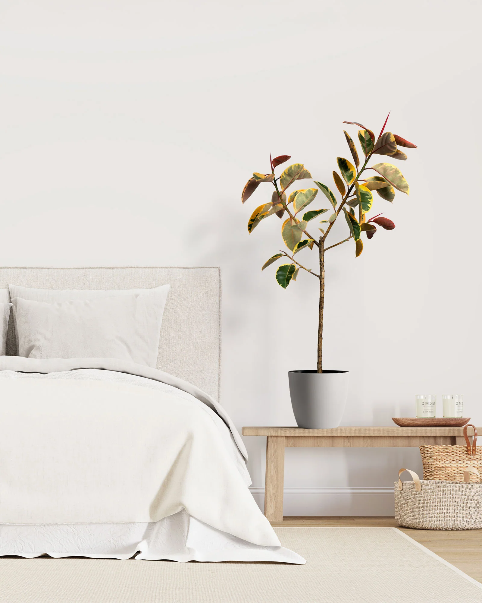 Ficus Ruby Tree Form Single Stem, Rubber Tree - Image 4