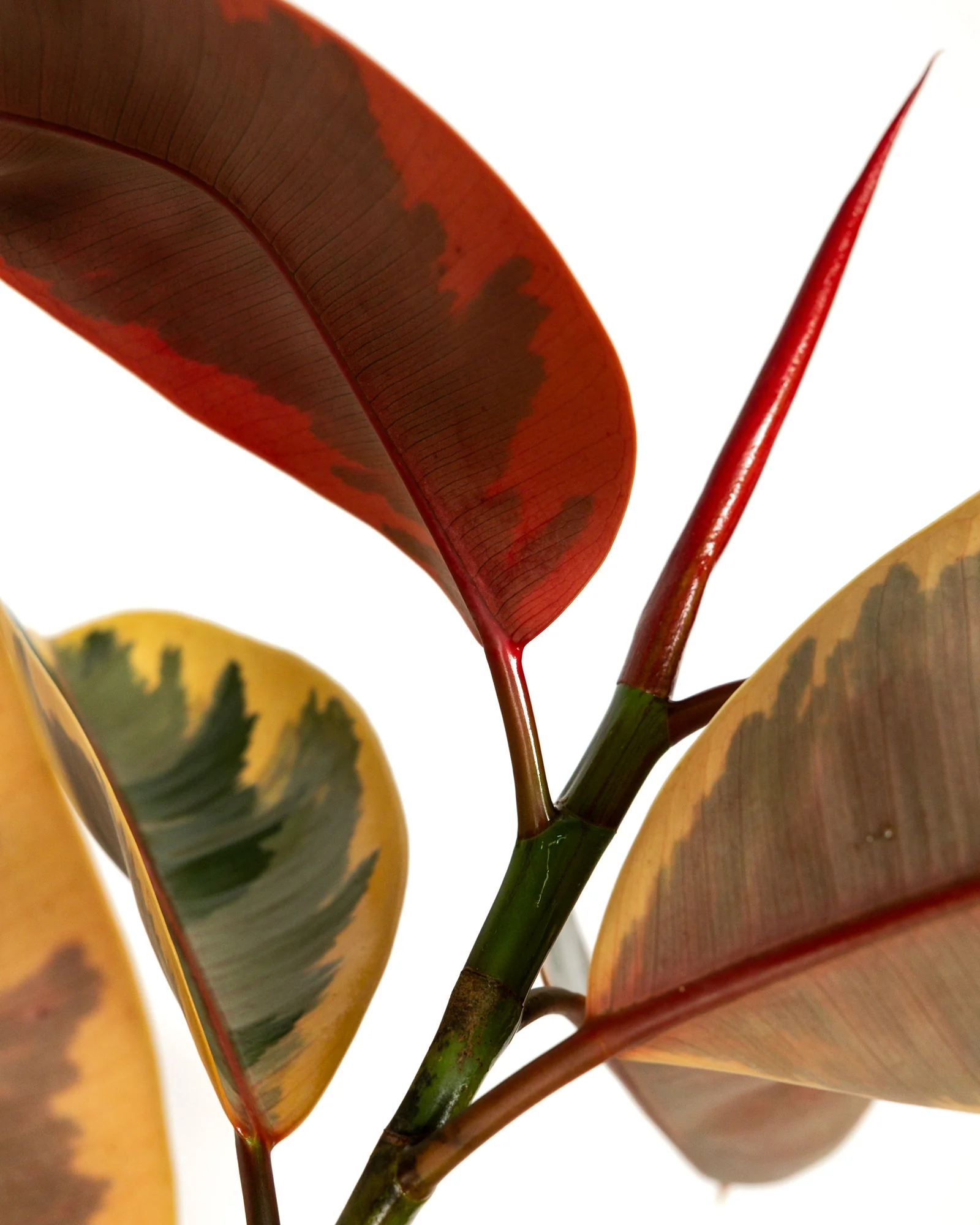 Ficus Ruby Tree Form Single Stem, Rubber Tree - Image 5