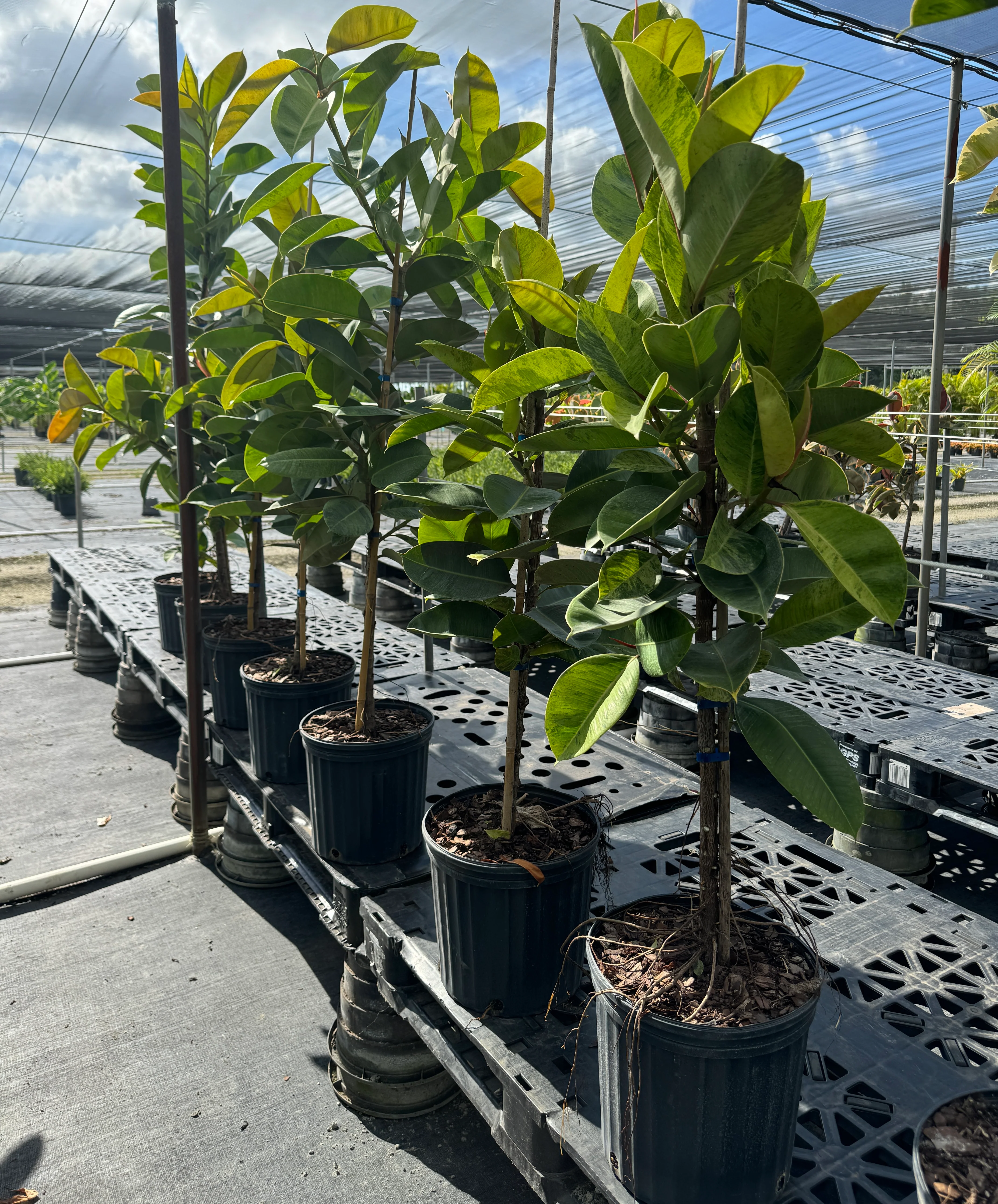 Best Sellers Ficus Indoor Trees, Single Stem, Clear Trunk Tree Form