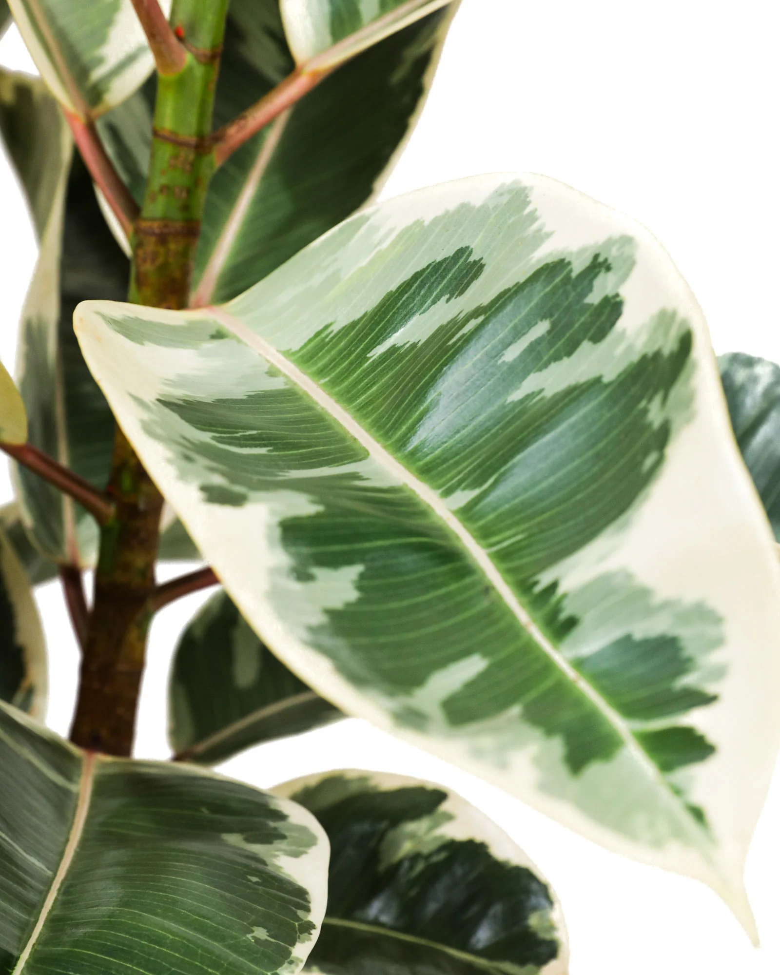 Ficus Tineke Bush Form Columnar, Variegated Elastica Rubber Tree Decora - Image 3