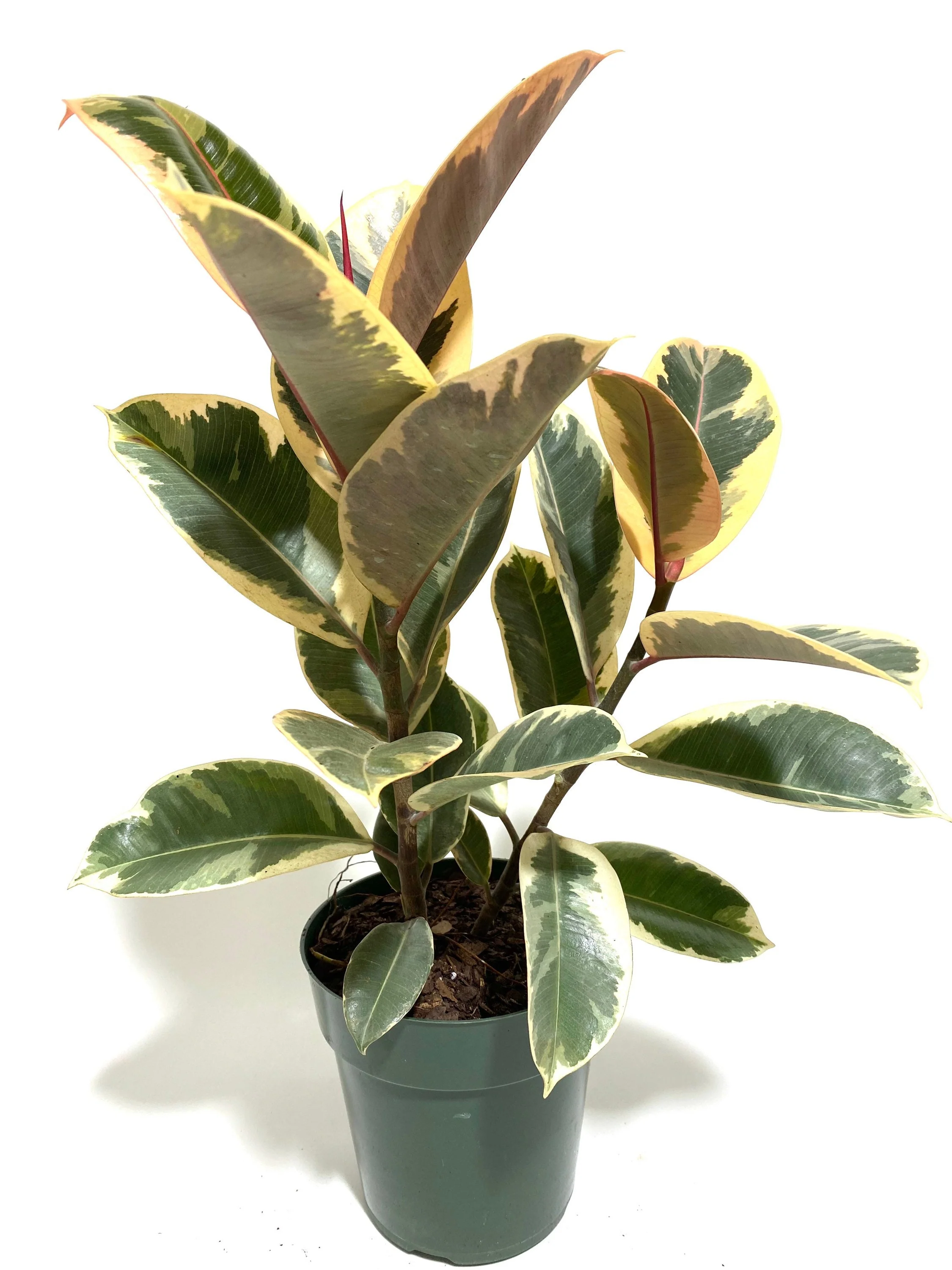 Ficus Tineke Tree Form Multi Branch Single Stem, Variegated Rubber Tree - Image 3