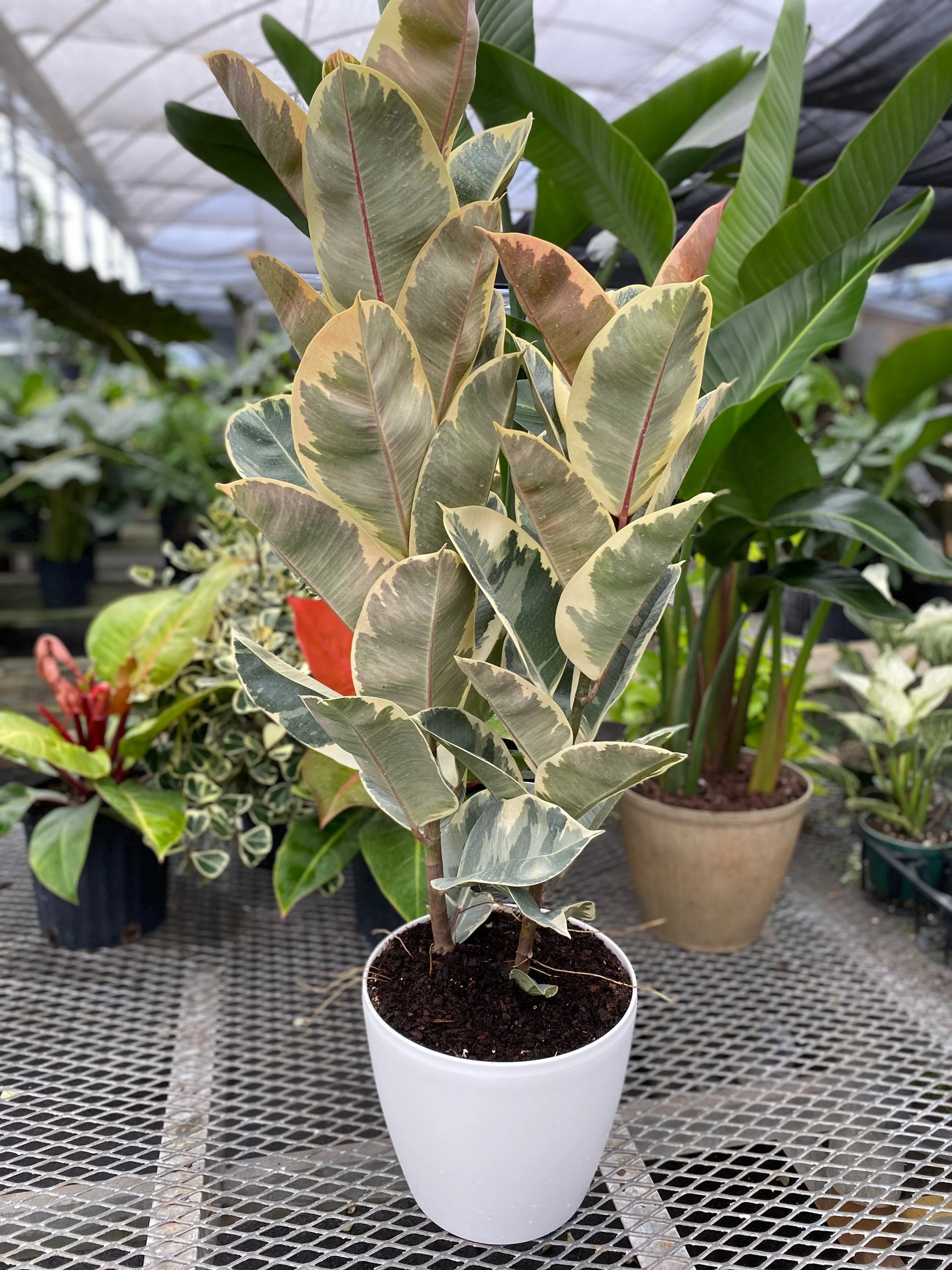 Ficus Tineke Tree Form Multi Branch Single Stem, Variegated Rubber Tree - Image 4
