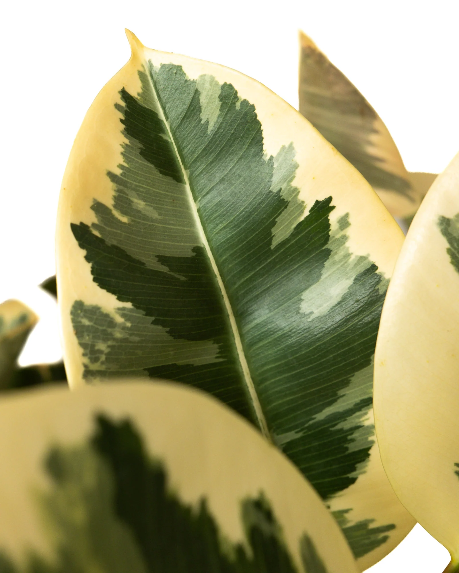 Ficus Tineke Tree Form Single Stem, Variegated Elastica Rubber Tree Decora - Image 3