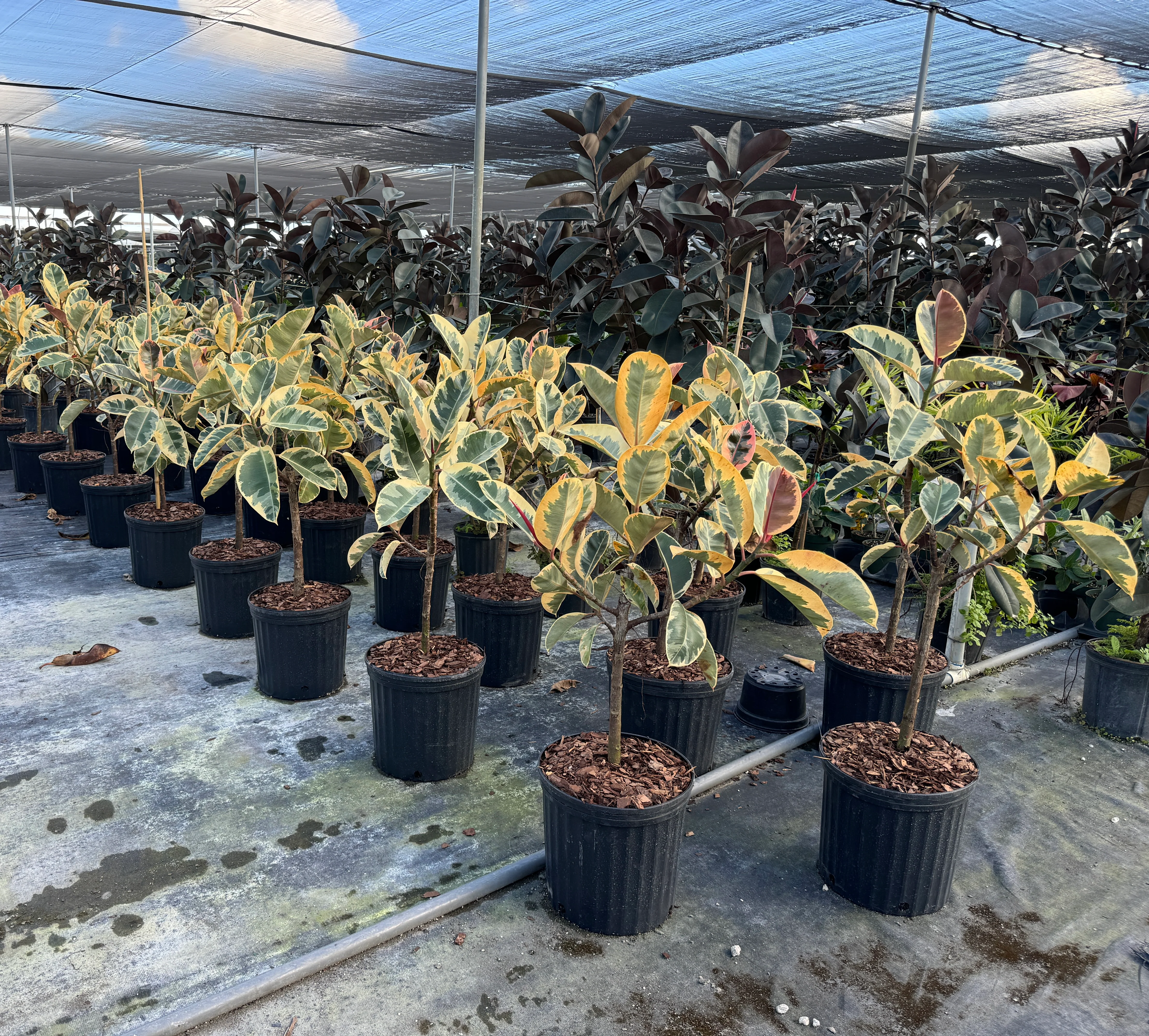 Ficus Tineke Tree Form Single Stem, Variegated Elastica Rubber Tree Decora - Image 4