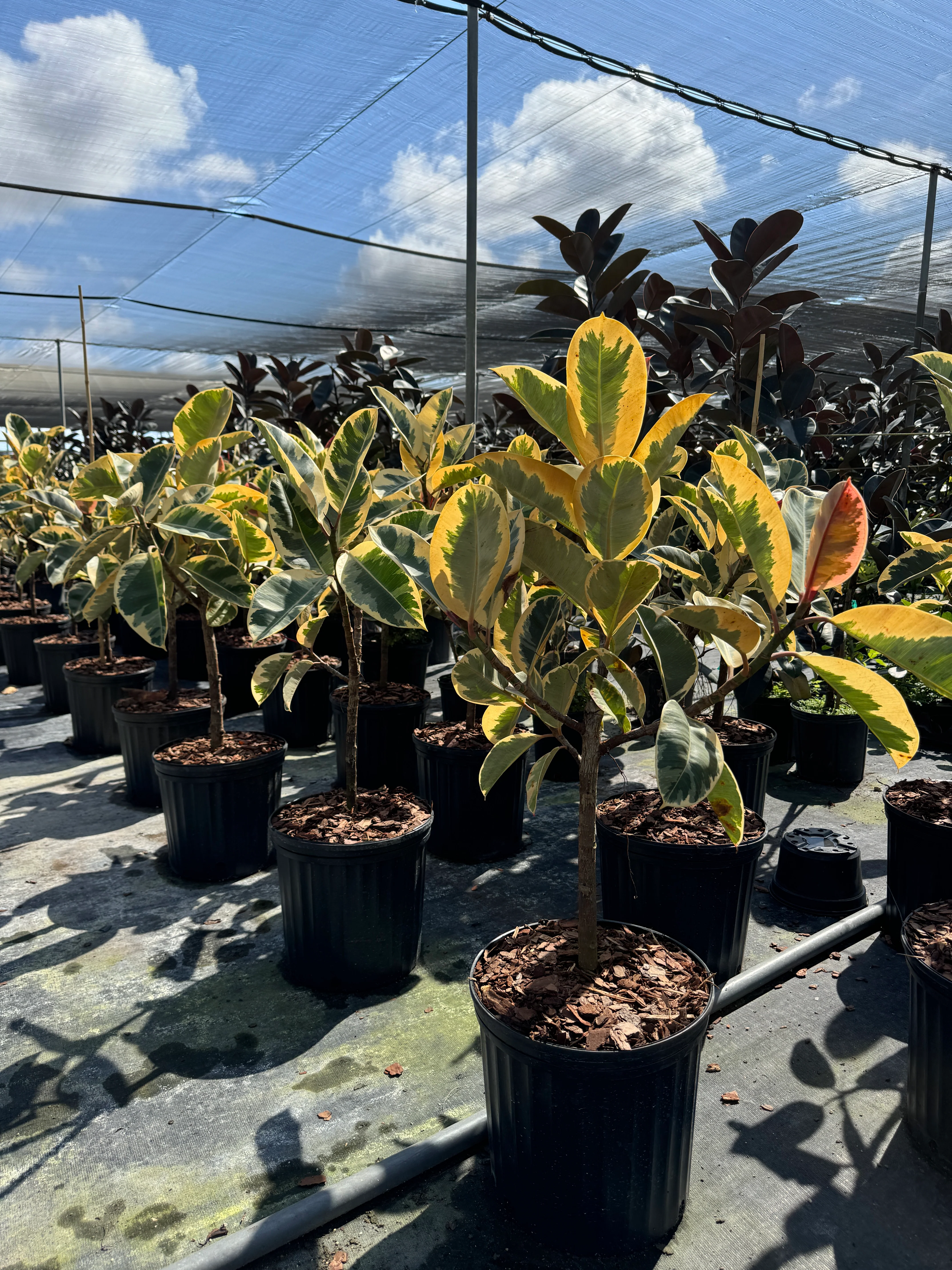 Ficus Tineke Tree Form Single Stem, Variegated Elastica Rubber Tree Decora - Image 5