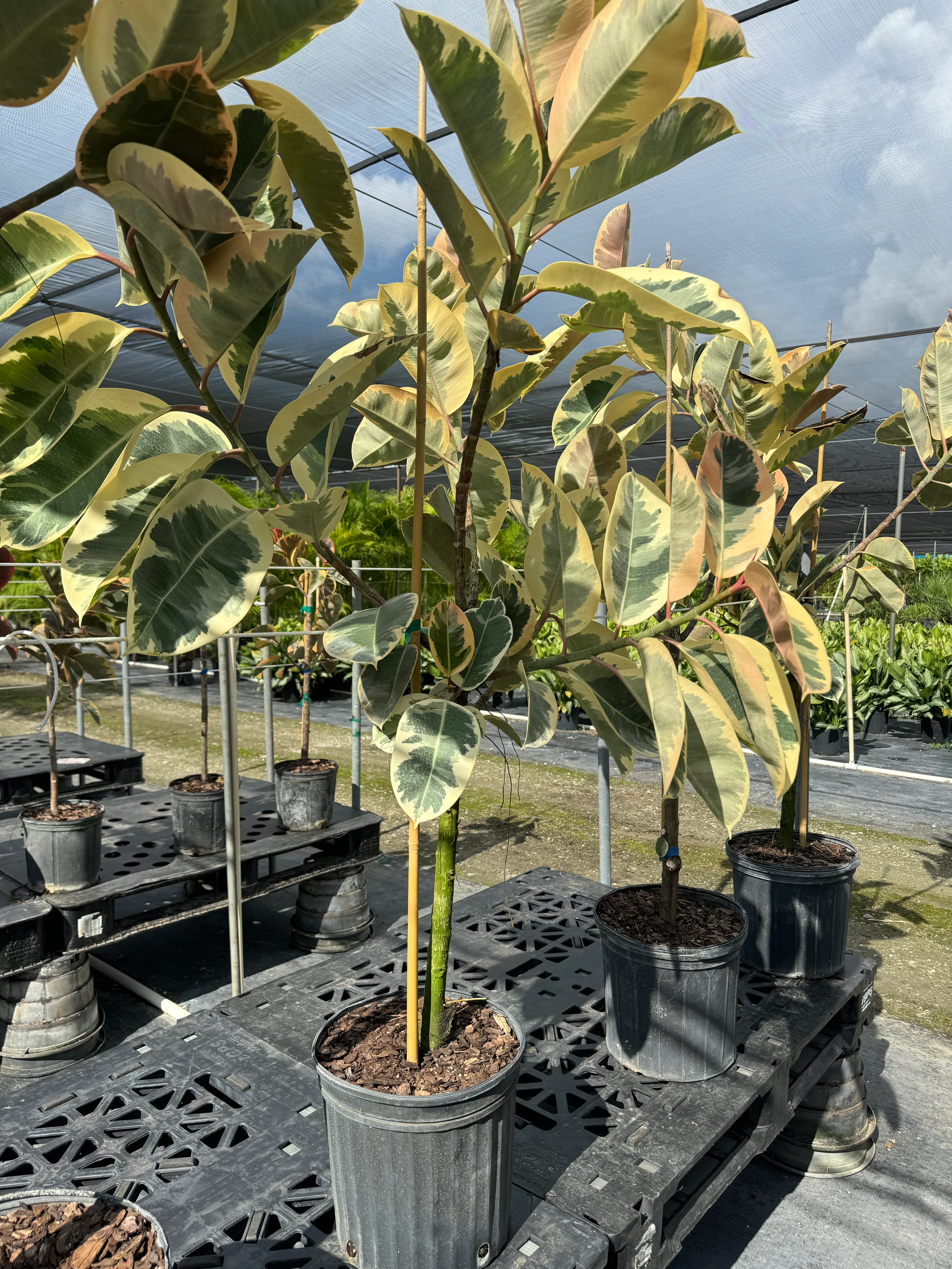 Ficus Tineke Tree Form Single Stem, Variegated Elastica Rubber Tree Decora - Image 6