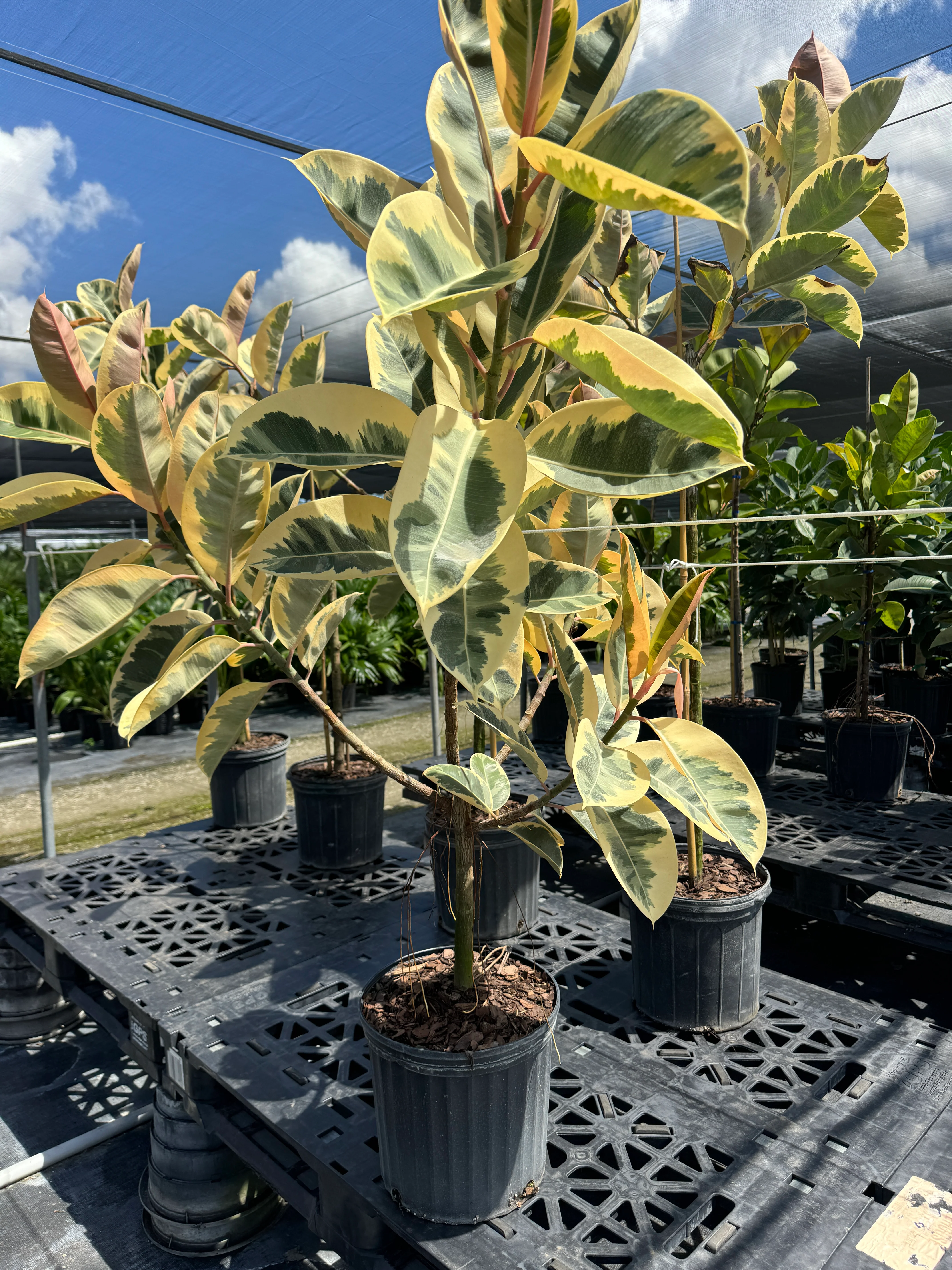 Ficus Tineke Tree Form Single Stem, Variegated Elastica Rubber Tree Decora - Image 7