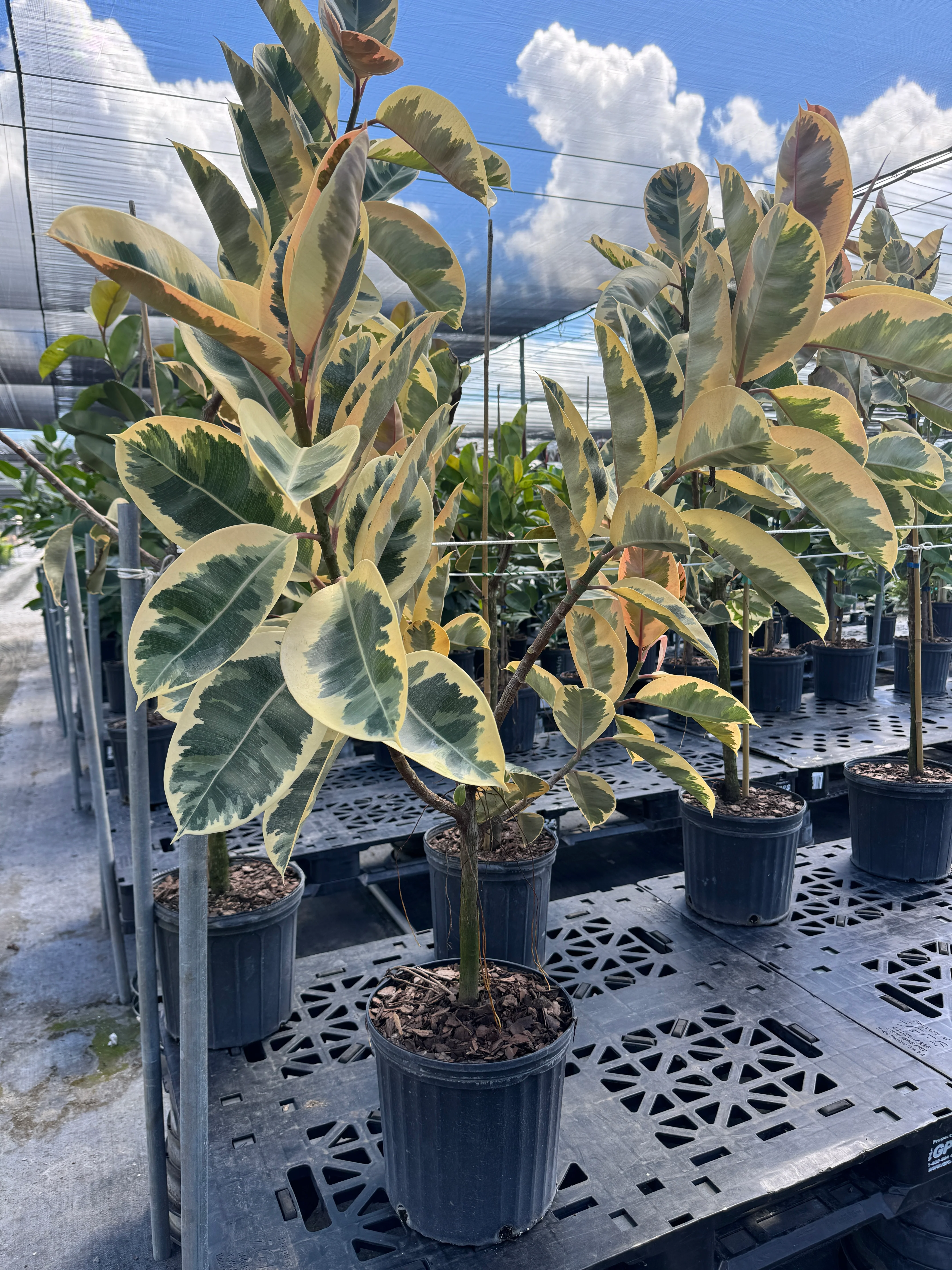 Ficus Tineke Tree Form Single Stem, Variegated Elastica Rubber Tree Decora - Image 8