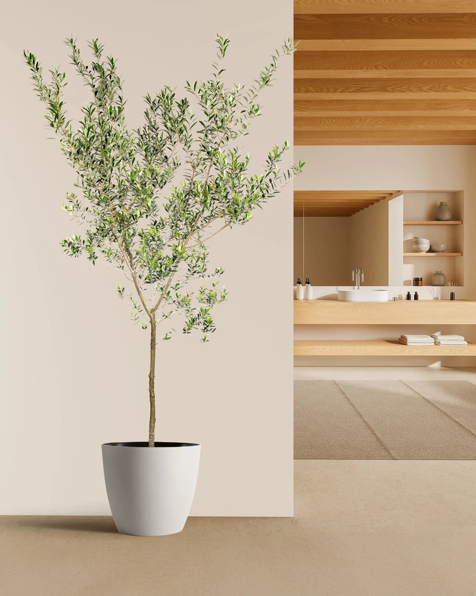 Greek Olive Tree Koroneiki, Olea European Olive - Image 4