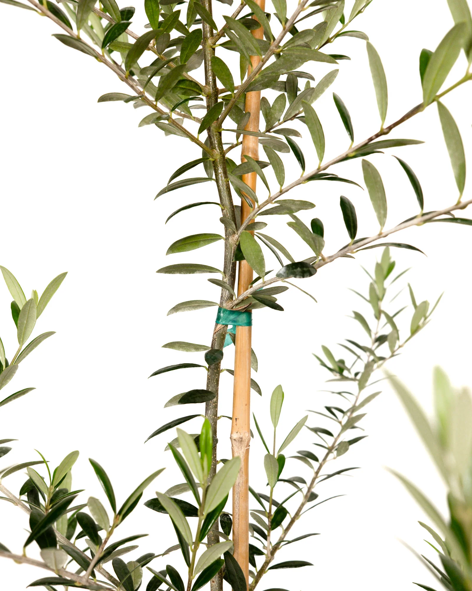 Greek Olive Tree Koroneiki, Olea European Olive - Image 6