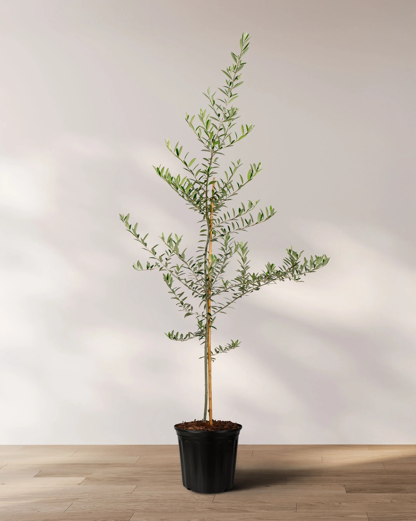 Greek Olive Tree Koroneiki, Olea European Olive - Image 8