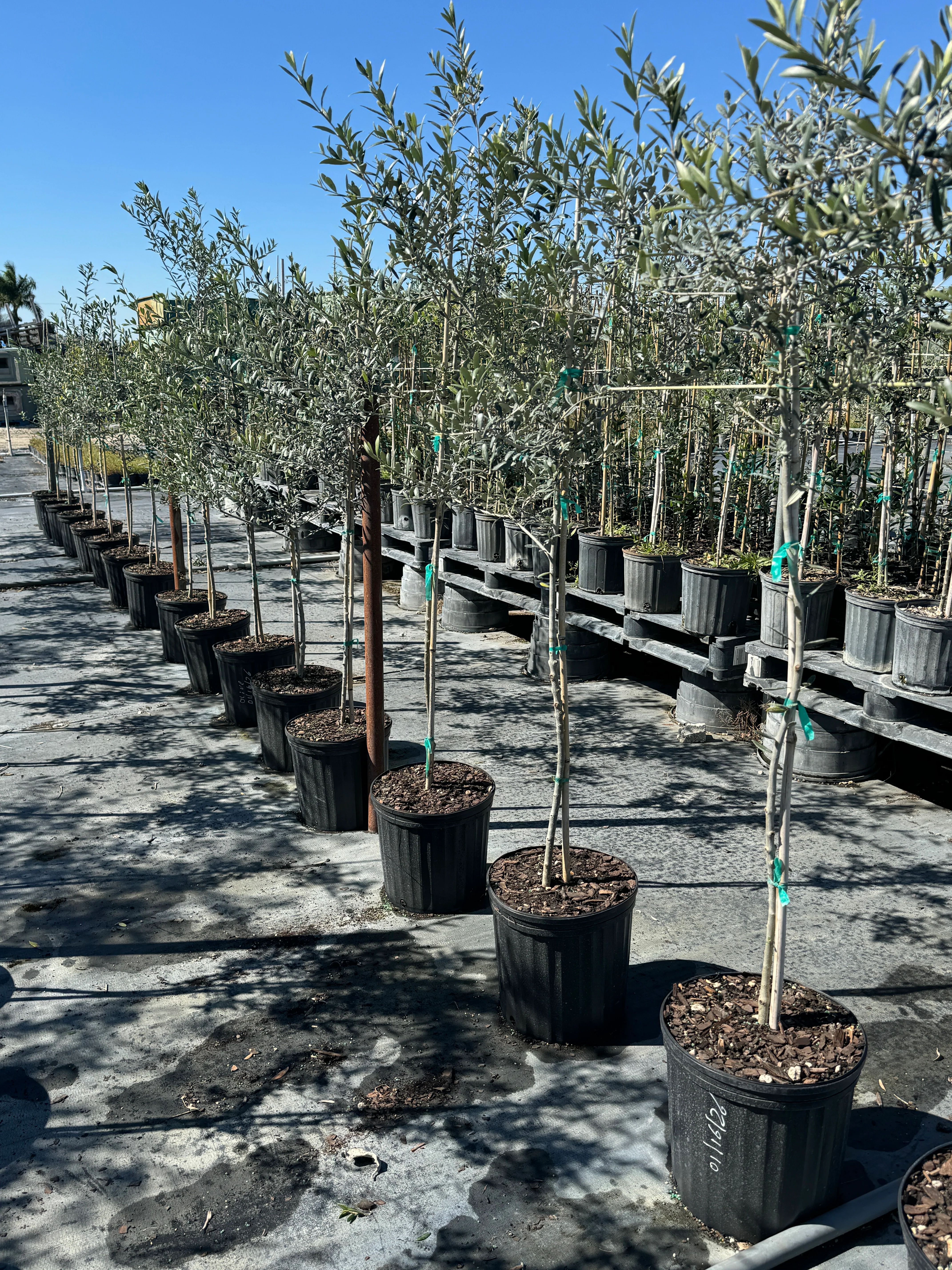 Arbequina Olive Tree Olea Europaea - Image 10