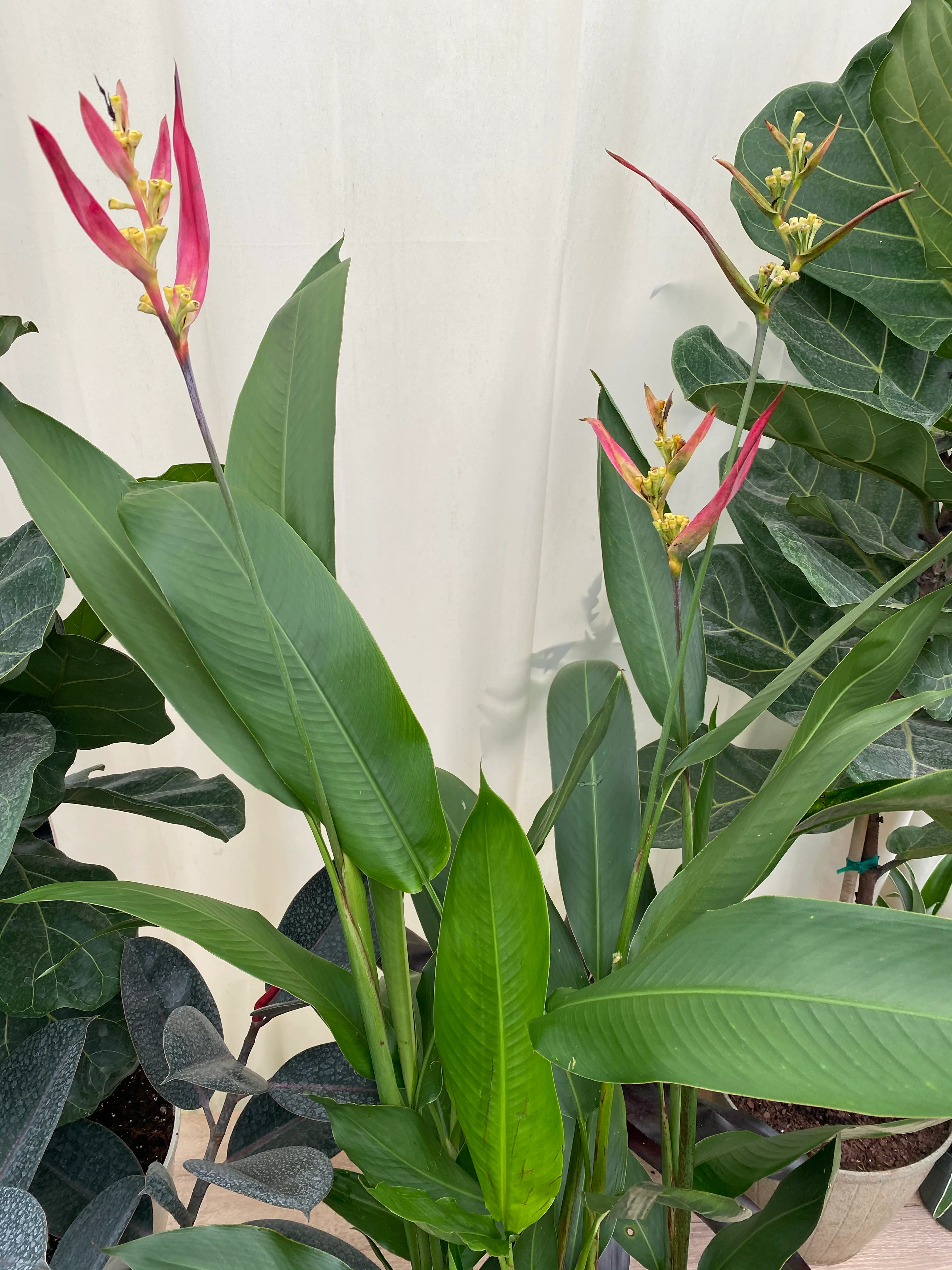 Heliconia psittacorum 'Andromeda' - Image 3