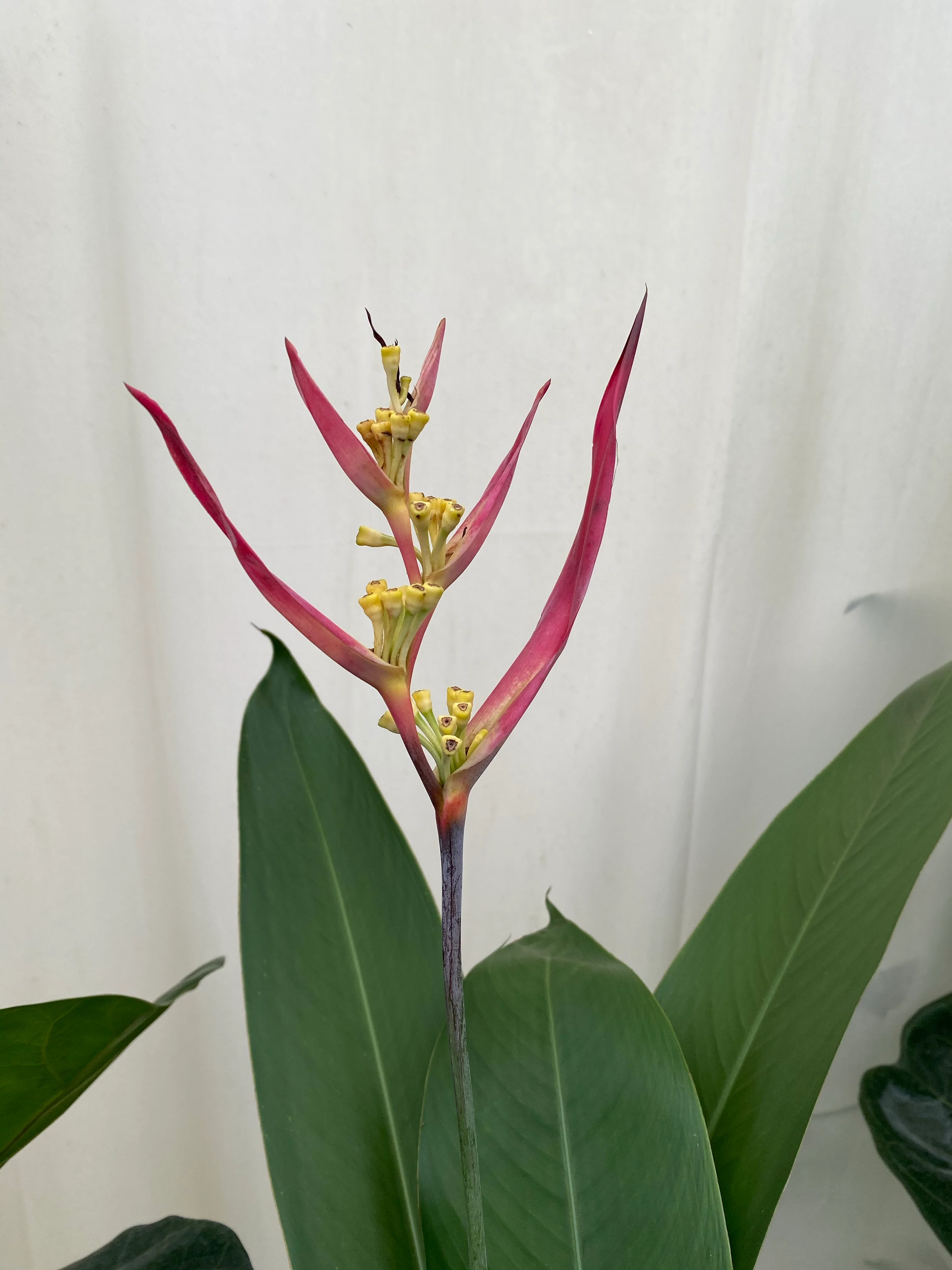 Heliconia psittacorum 'Andromeda' - Image 4