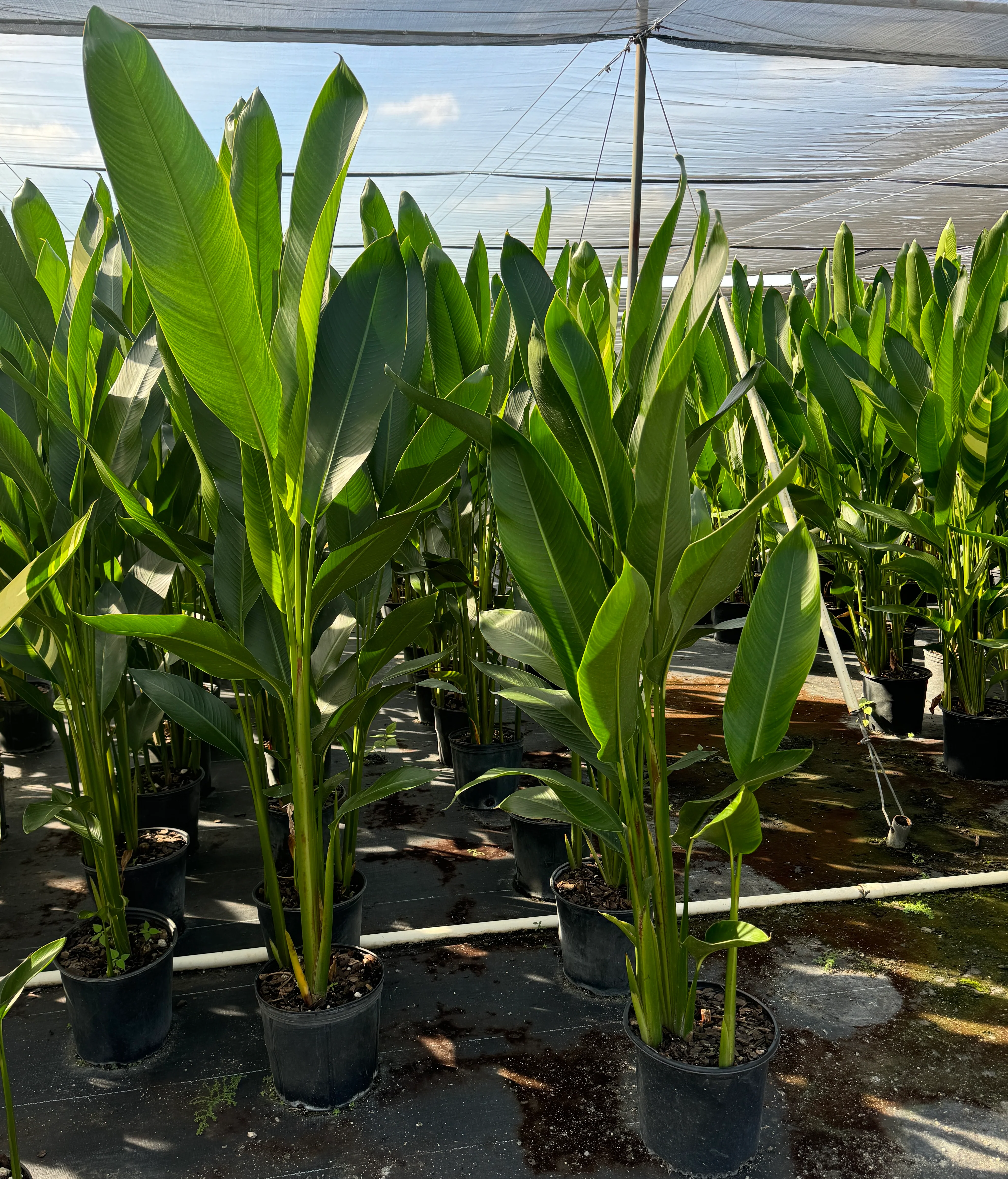 Heliconia psittacorum 'Andromeda' - Image 5