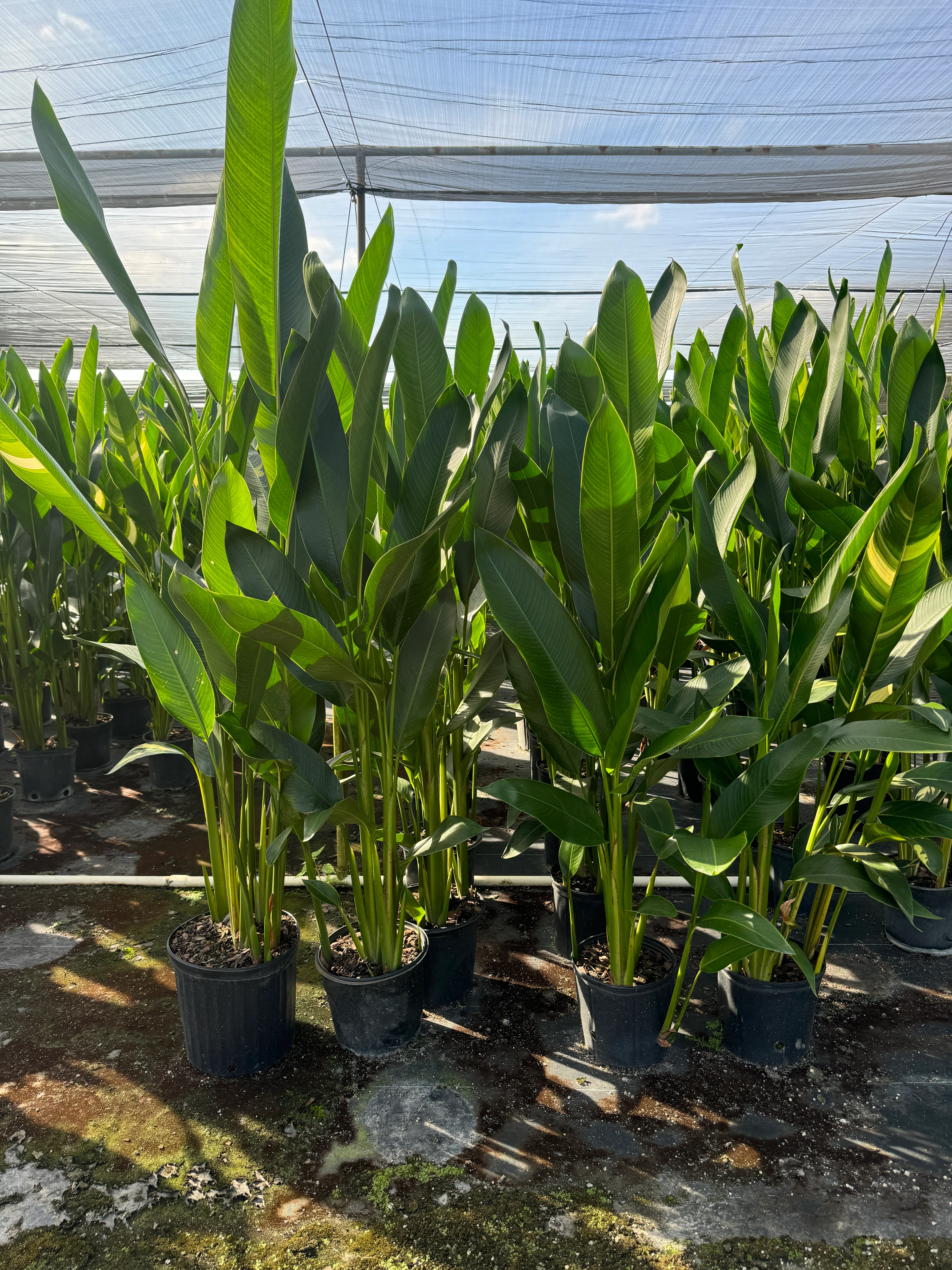 Heliconia psittacorum 'Andromeda' - Image 6