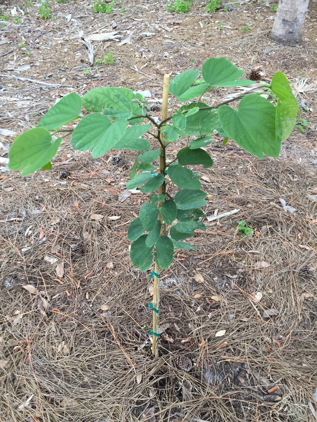 Hong Kong Orchid, Bauhinia x Blakeana Pink-Purple - Image 11