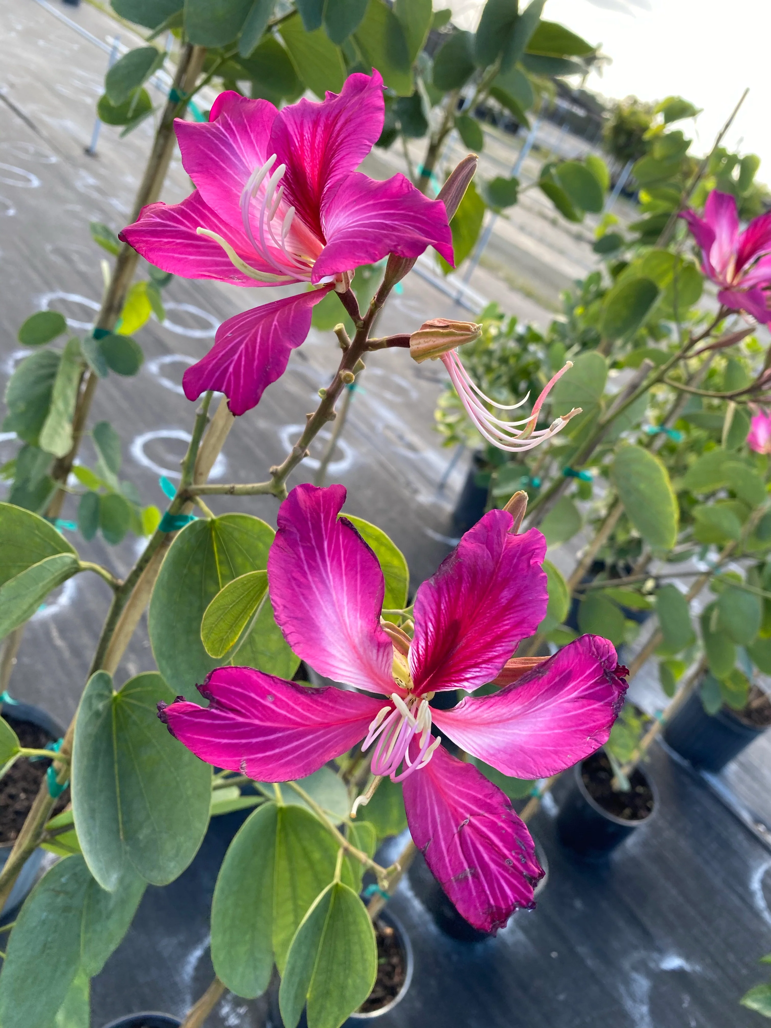 Hong Kong Orchid, Bauhinia x Blakeana Pink-Purple - Image 3
