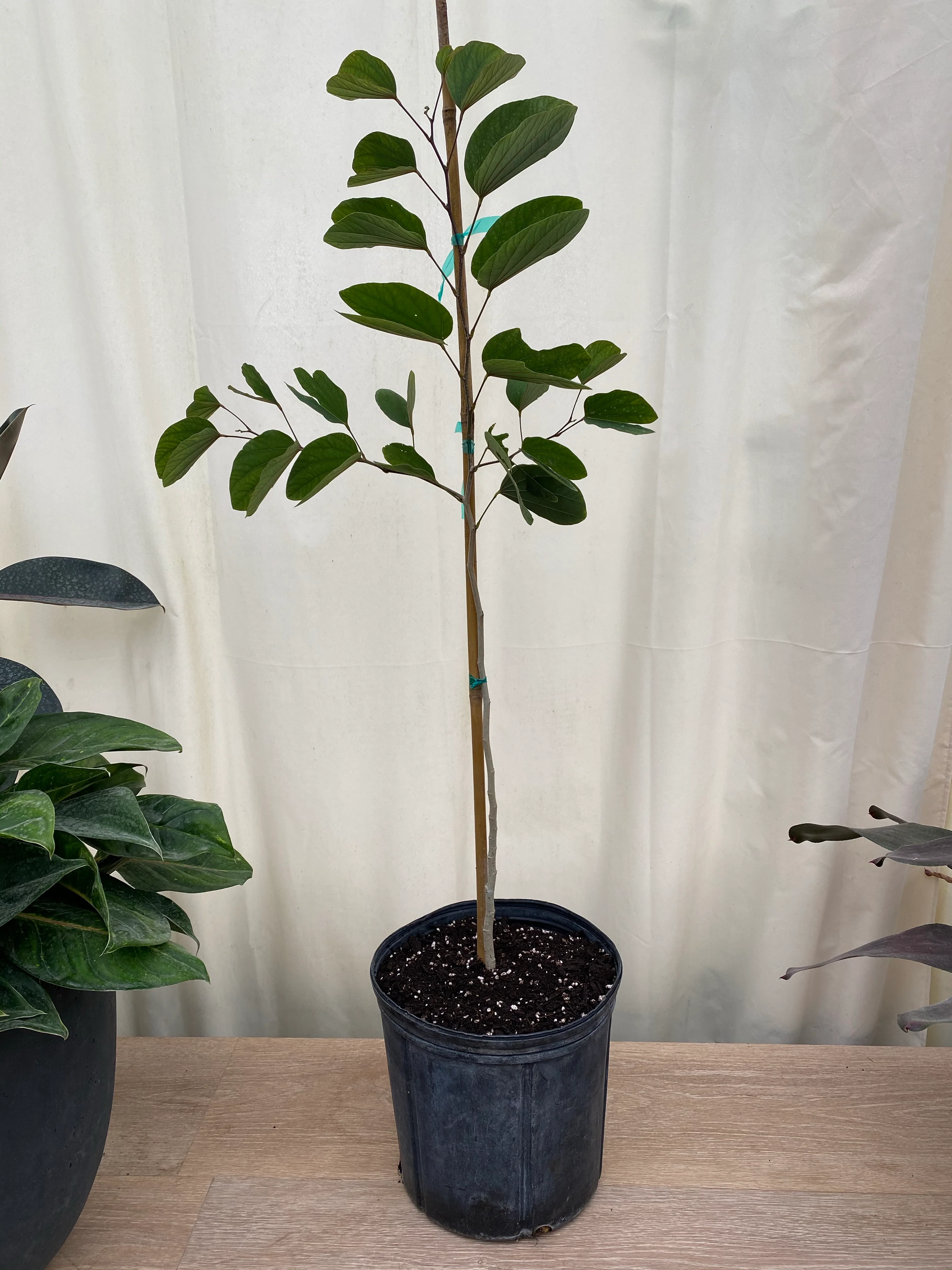 Hong Kong Orchid, Bauhinia x Blakeana Pink-Purple - Image 6