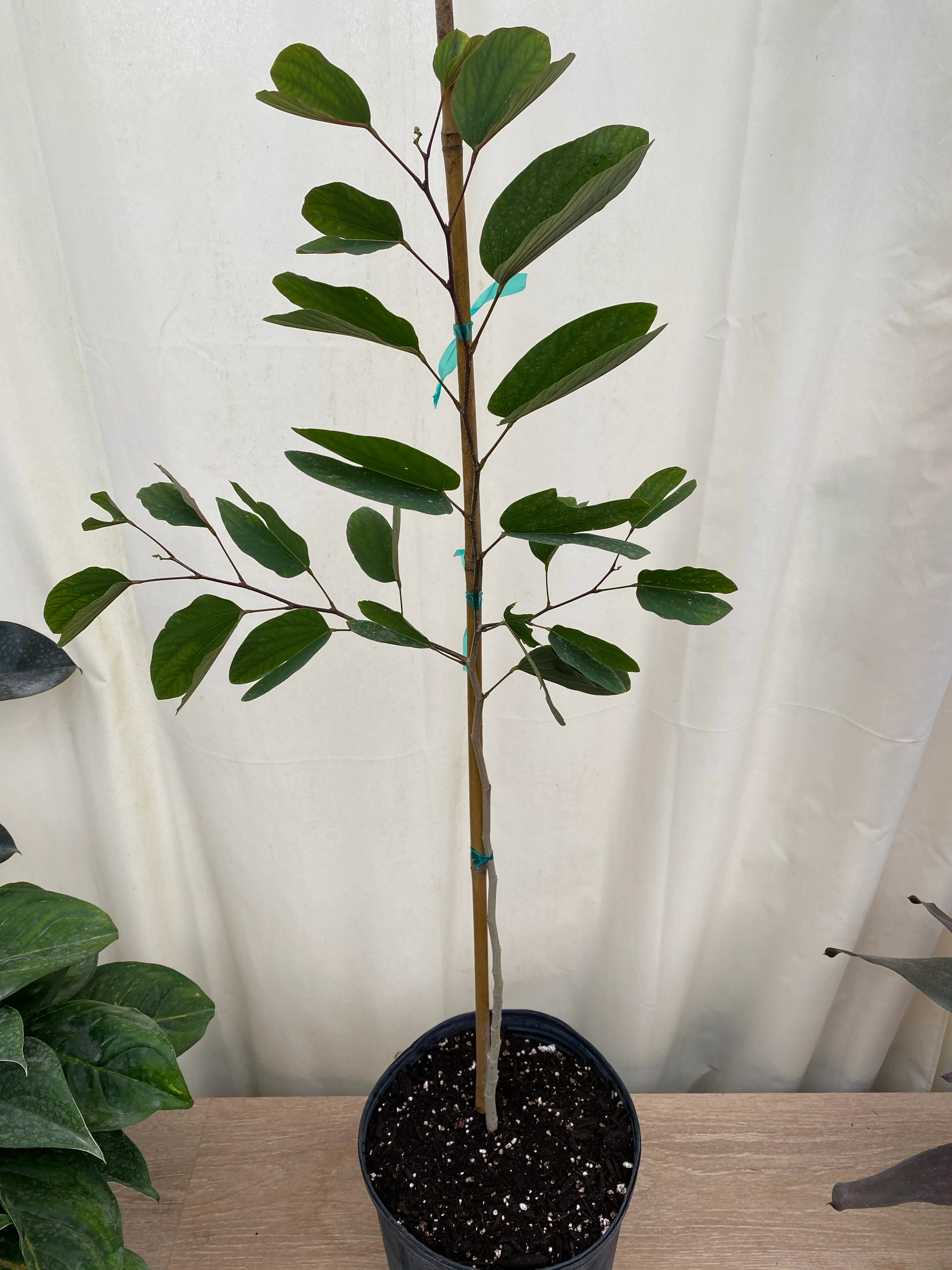 Hong Kong Orchid, Bauhinia x Blakeana Pink-Purple - Image 7