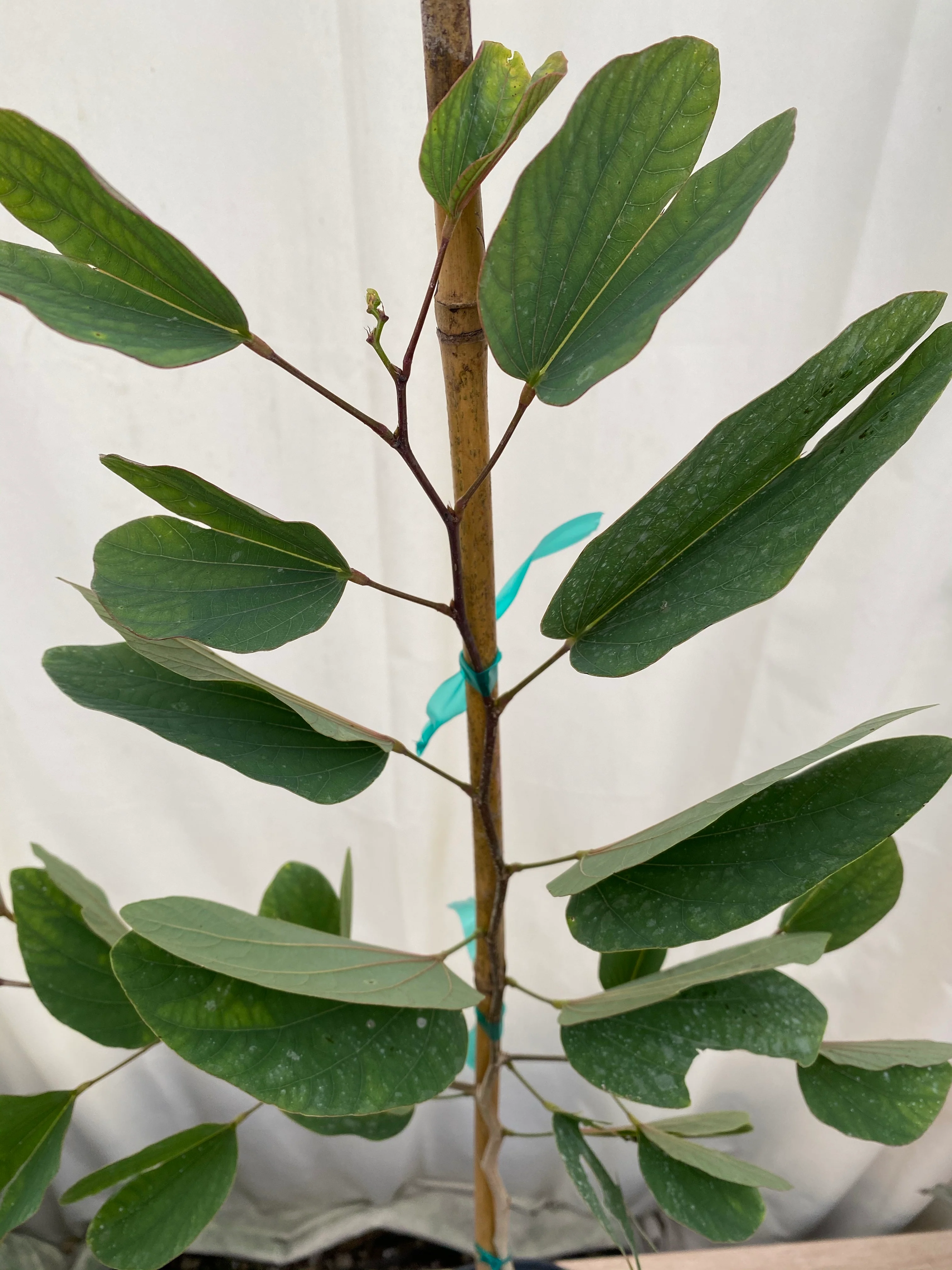 Hong Kong Orchid, Bauhinia x Blakeana Pink-Purple - Image 8