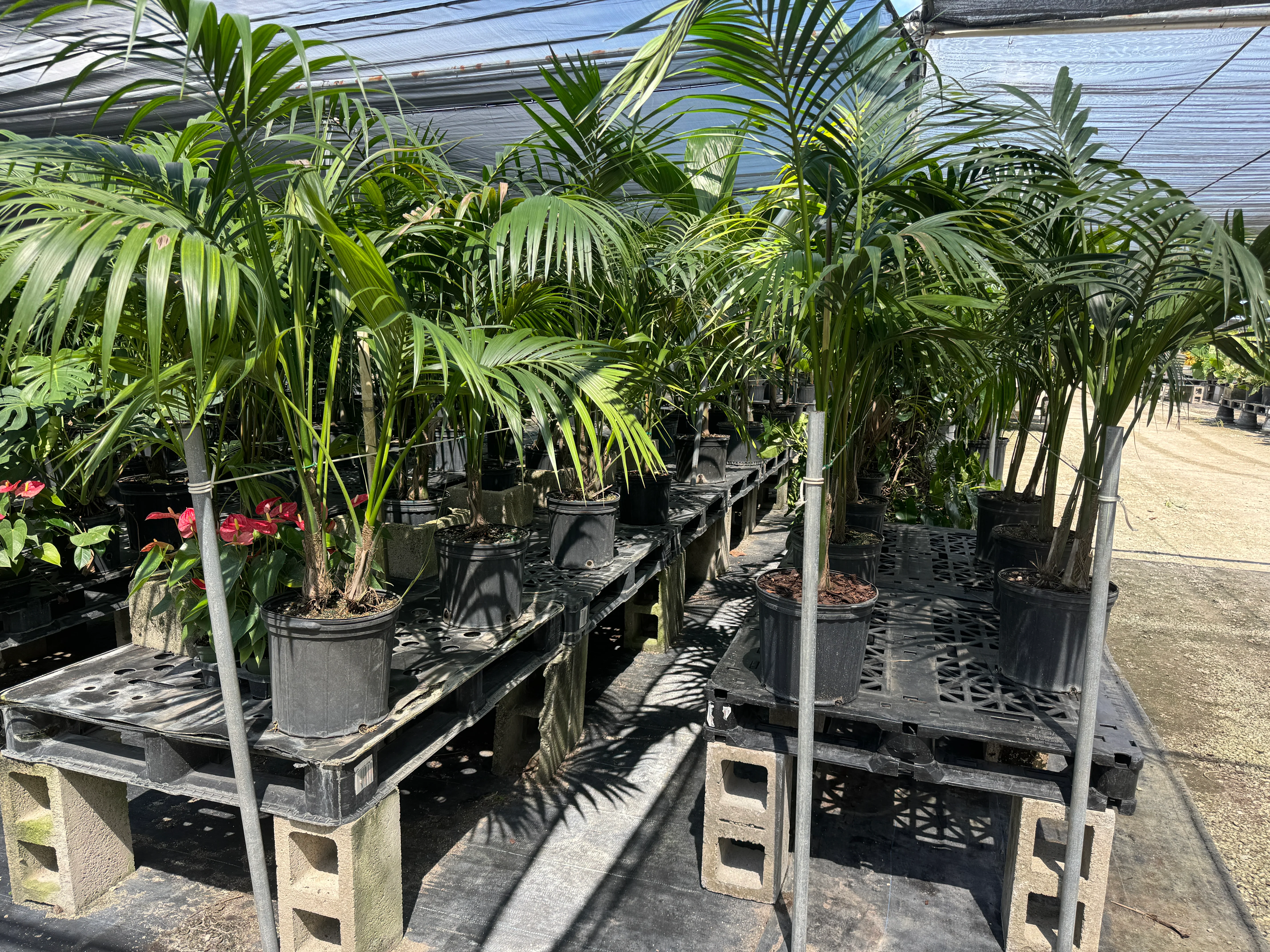 Kentia Palm Double, Howea Forsteriana - Image 3