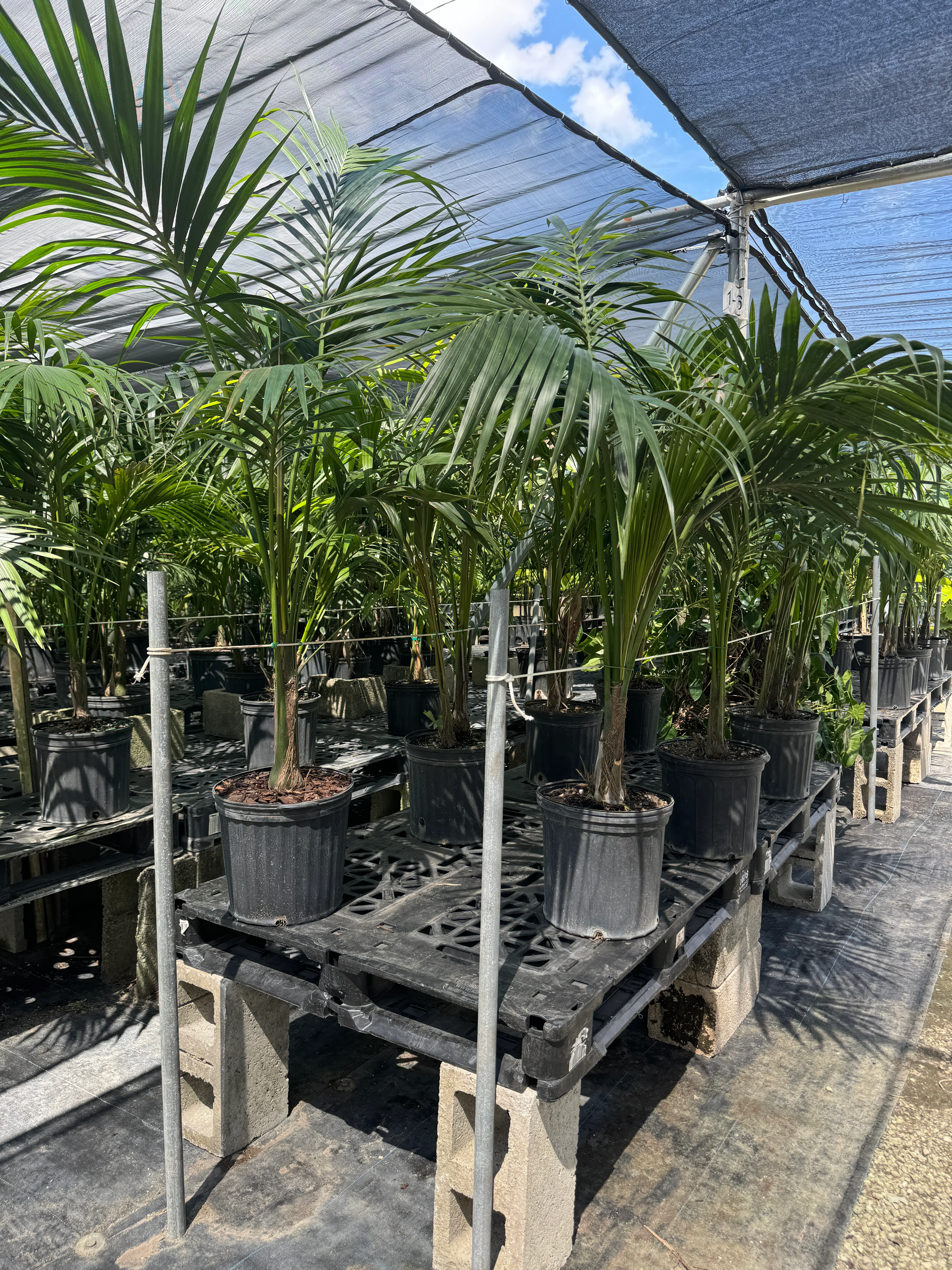 Kentia Palm Double, Howea Forsteriana - Image 4