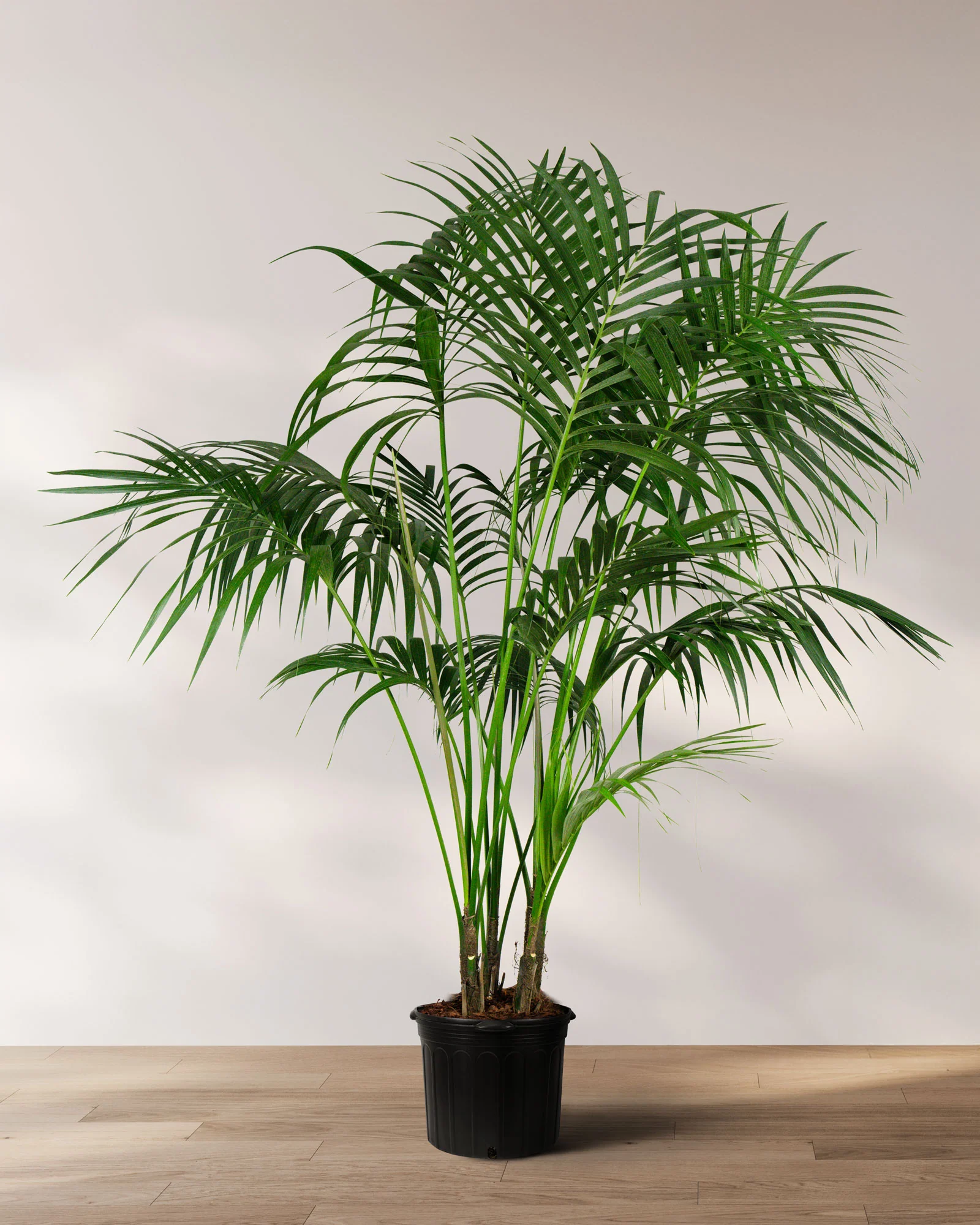 Kentia Palm Double, Howea Forsteriana - Image 5