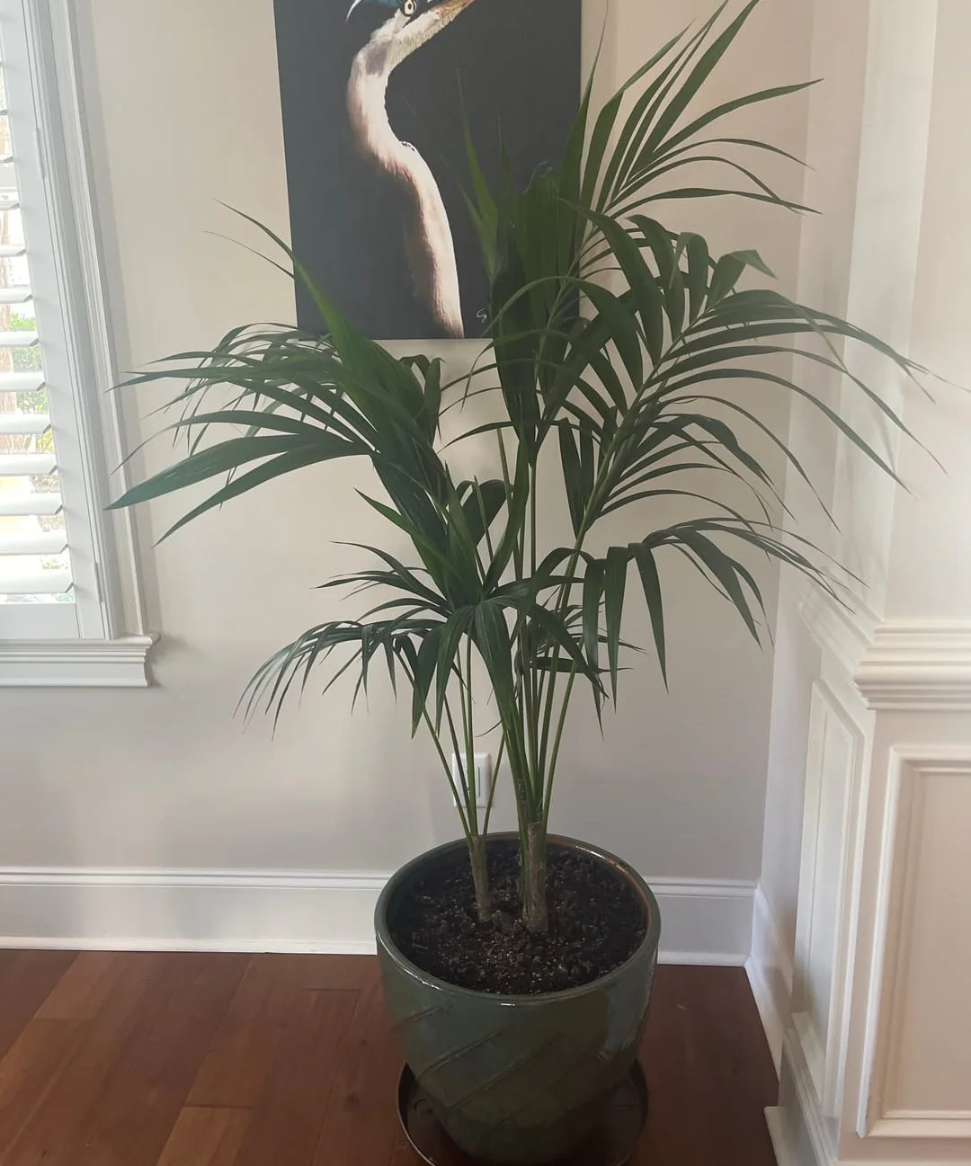 Kentia Palm Double, Howea Forsteriana - Image 6