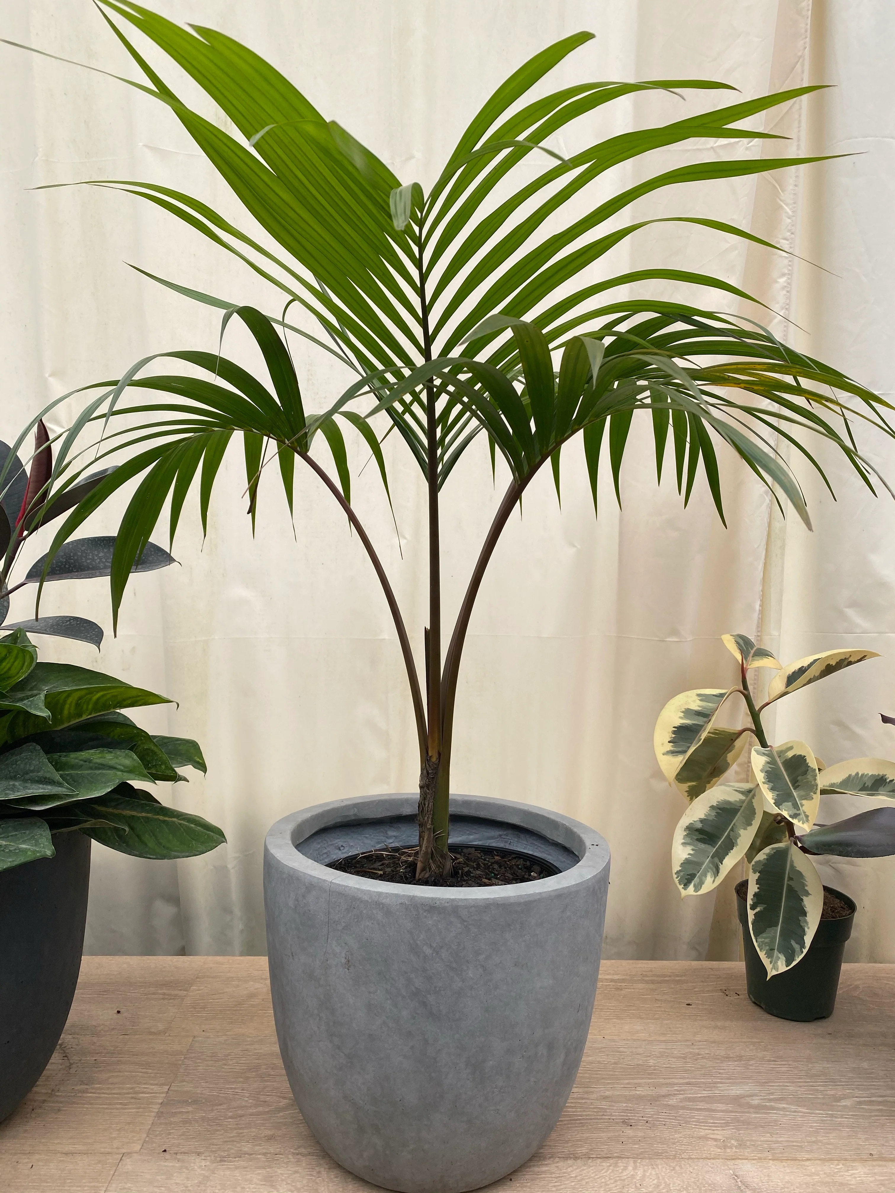Kentia Palm Single Stem, Howea Forsteriana - Image 3