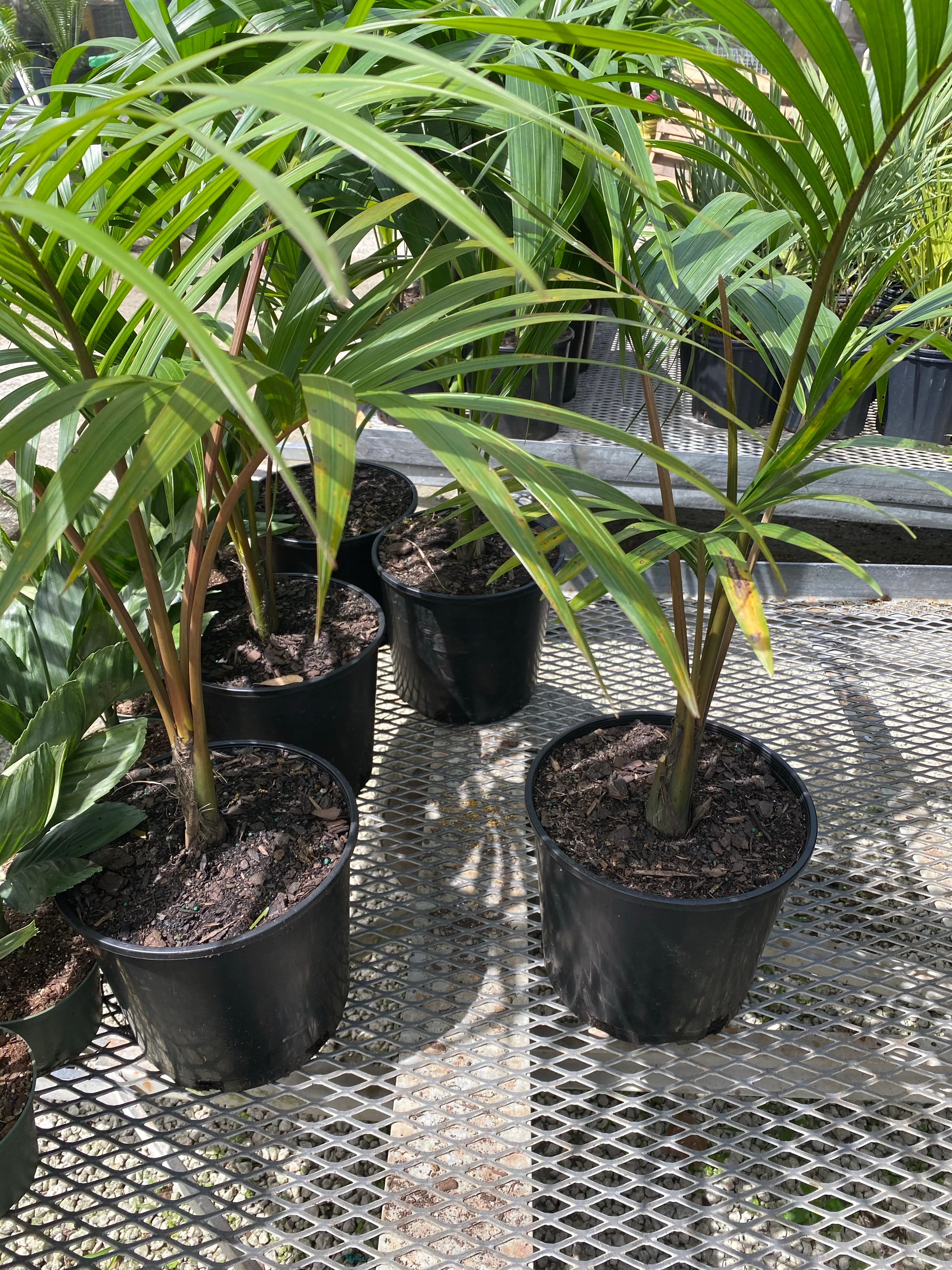 Kentia Palm Single Stem, Howea Forsteriana - Image 4