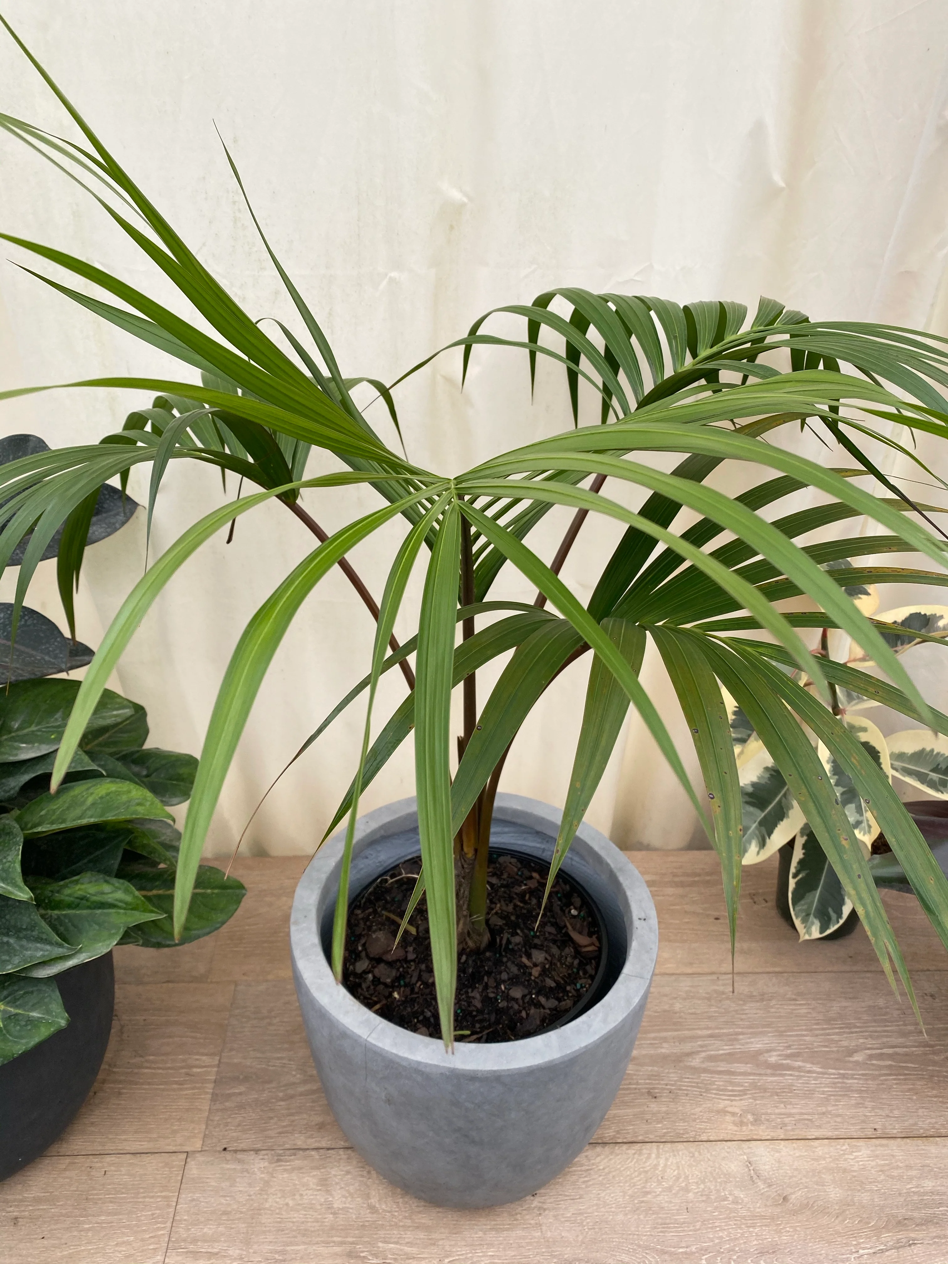 Kentia Palm Single Stem, Howea Forsteriana - Image 5