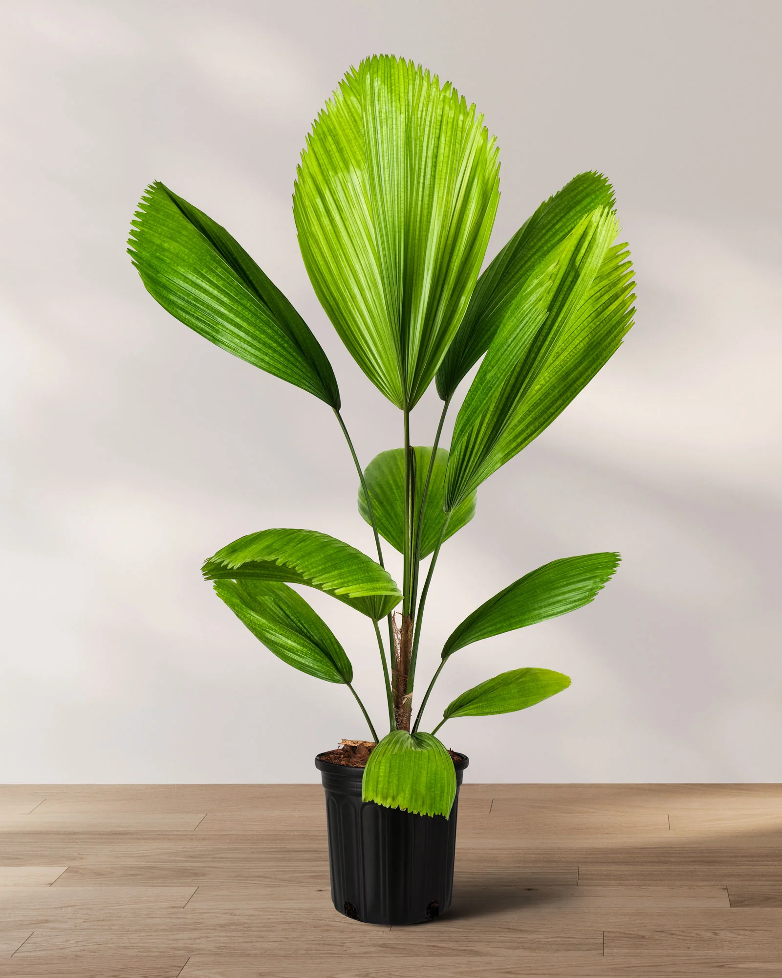 Licuala Peltata Elegans Palm Tree - Image 3