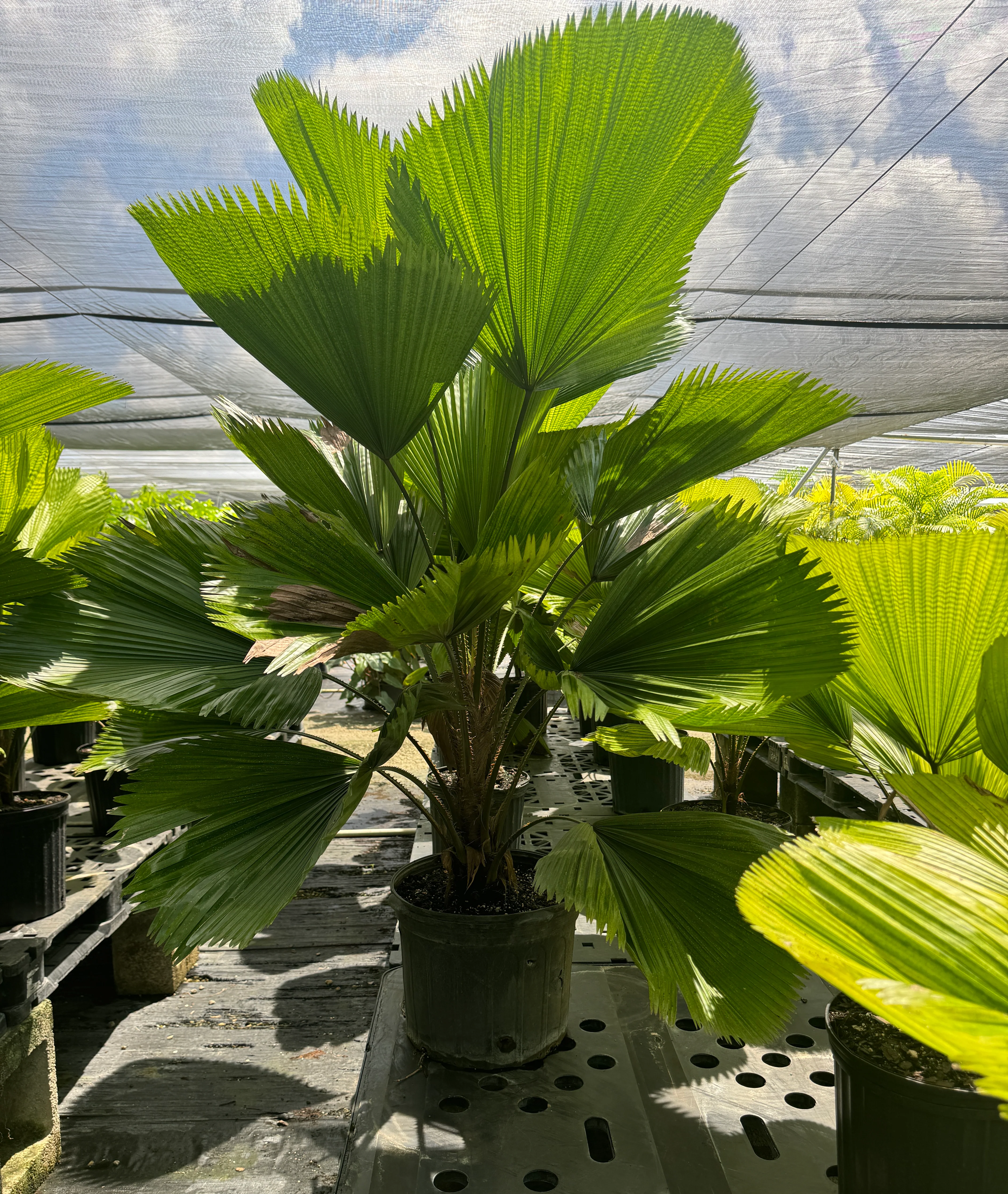 Licuala Grandis Fan Palm Tree, Rare and Exotic - Image 12