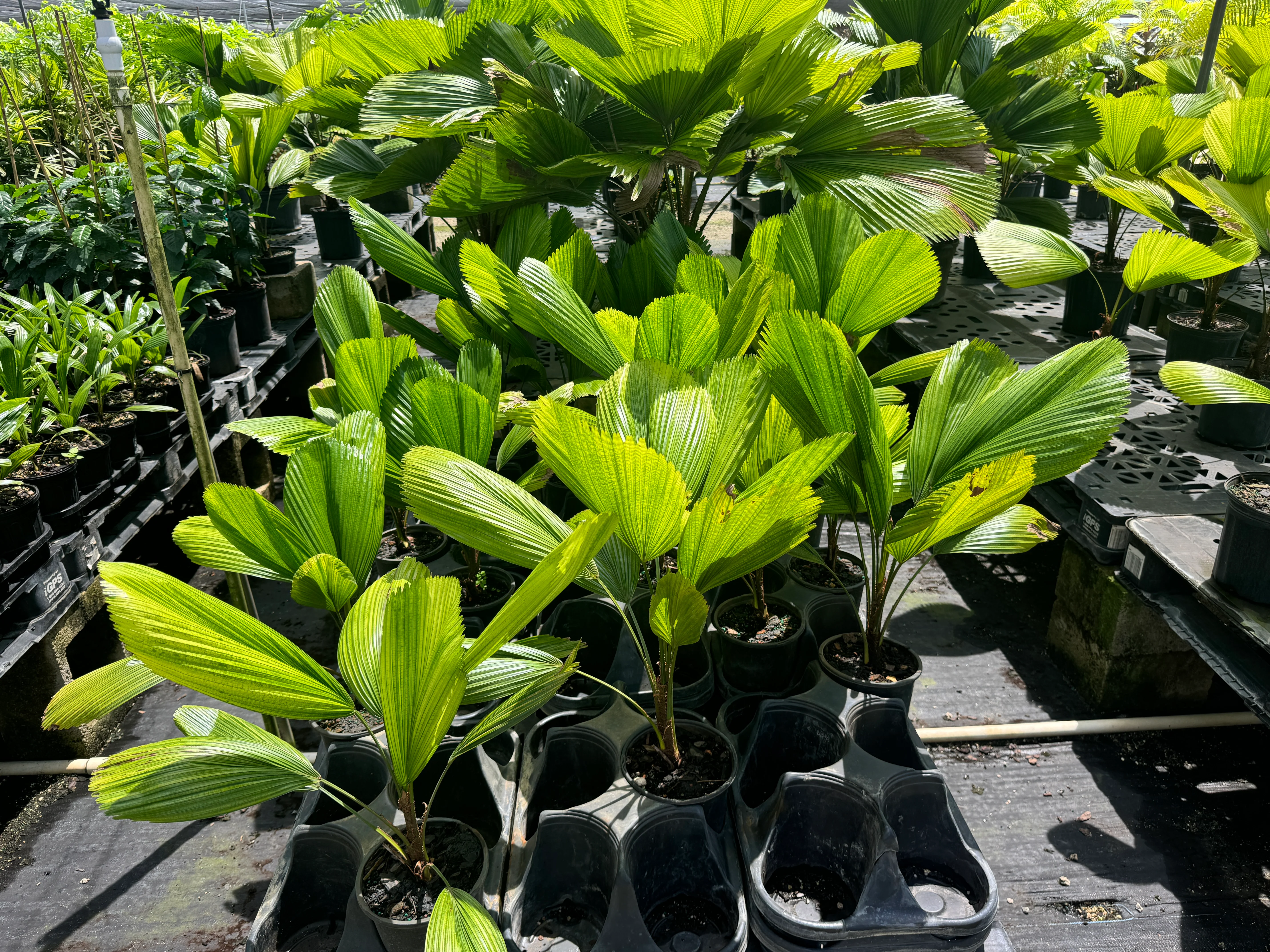 Licuala Grandis Fan Palm Tree, Rare and Exotic - Image 11