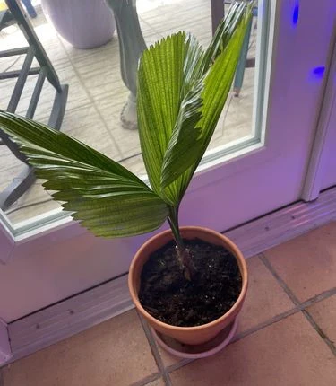 Licuala Peltata Elegans Palm Tree - Image 6
