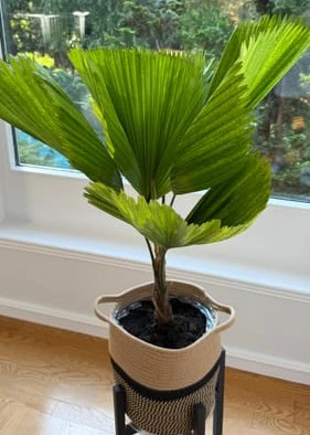 Licuala Grandis Fan Palm Tree, Rare and Exotic - Image 13