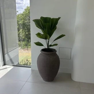 Licuala Peltata Elegans Palm Tree - Image 8