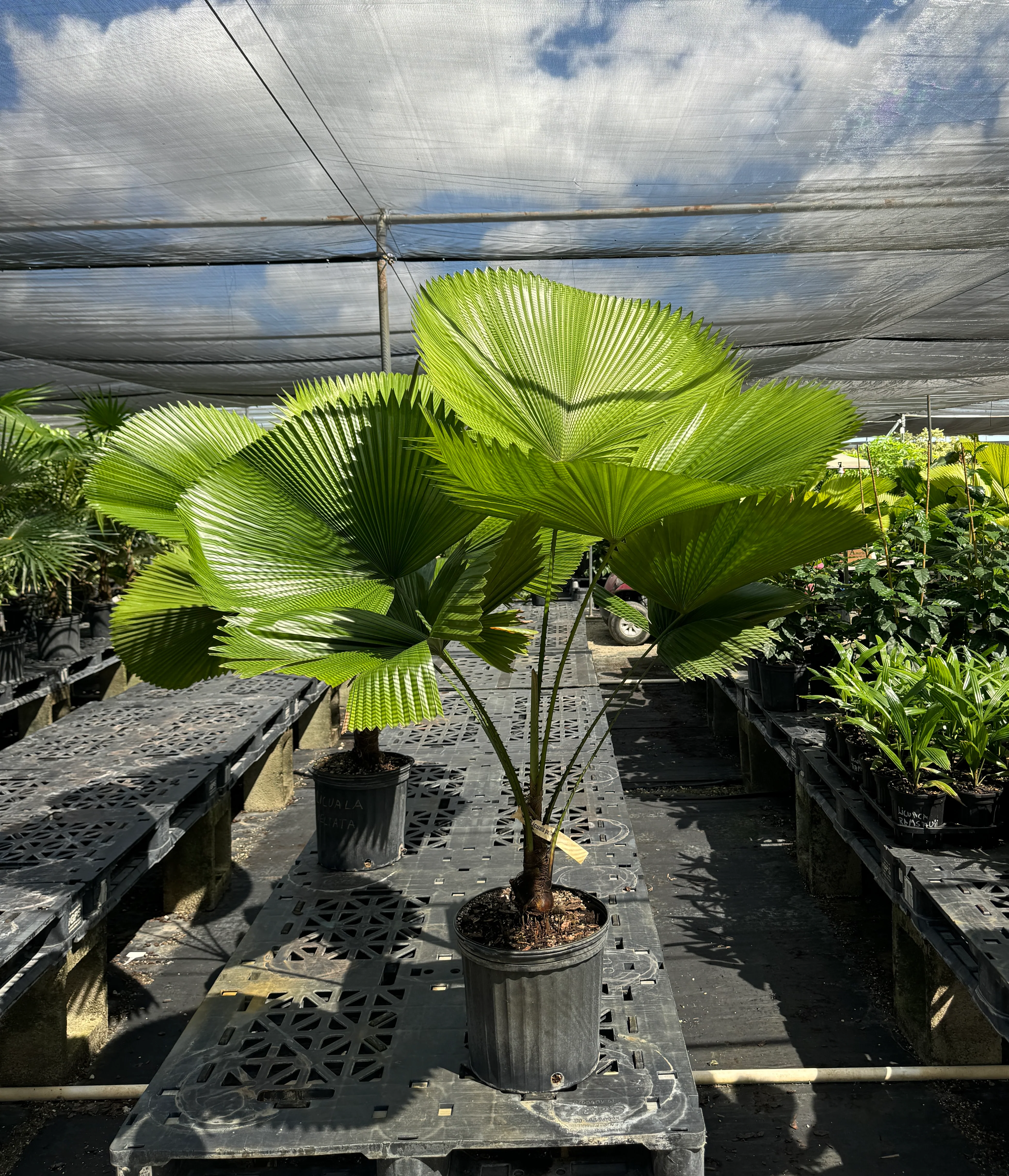 Licuala Peltata Elegans Palm Tree - Image 9