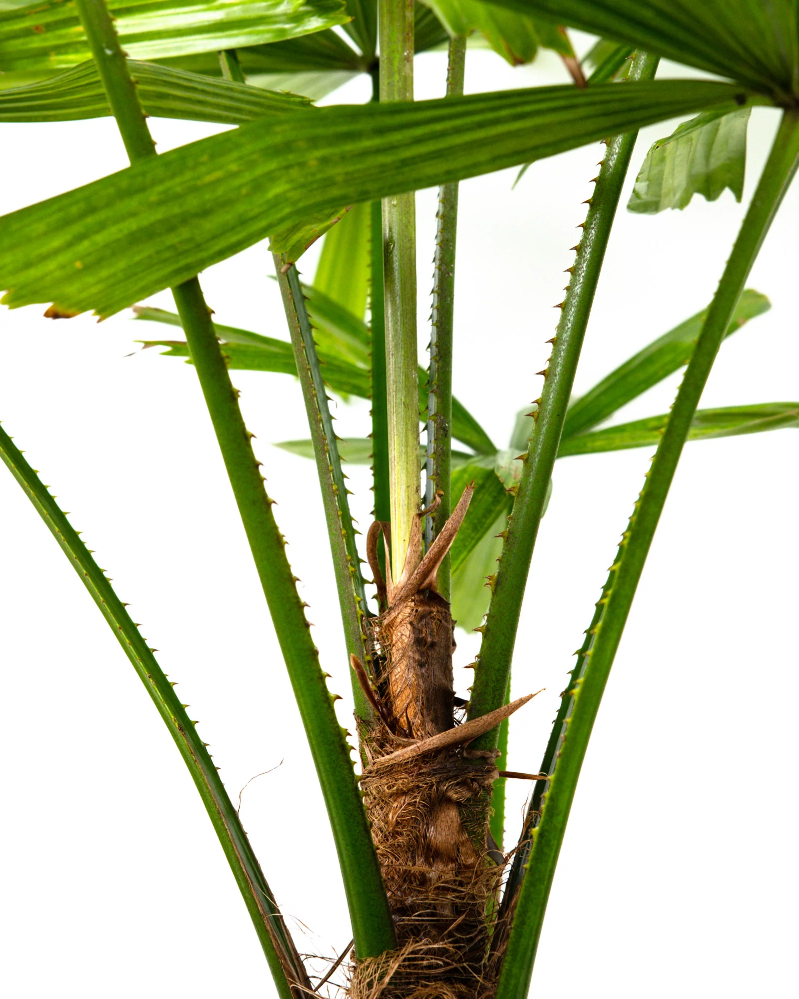 Licuala Ramsayii Palm Tree, Split Leaves - Image 4